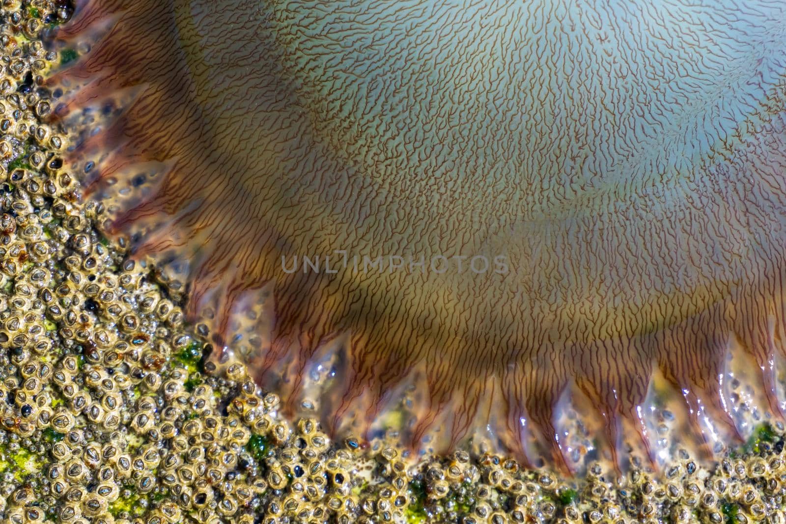 Large transparent jellyfish washed ashore close up