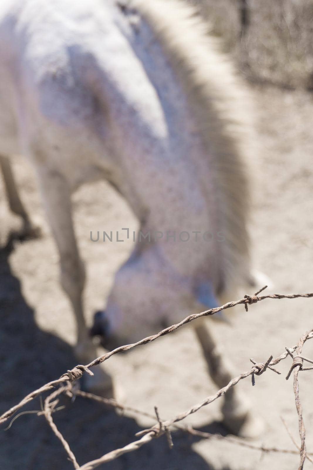 The old white horse with dark spots bows behind barbed wire