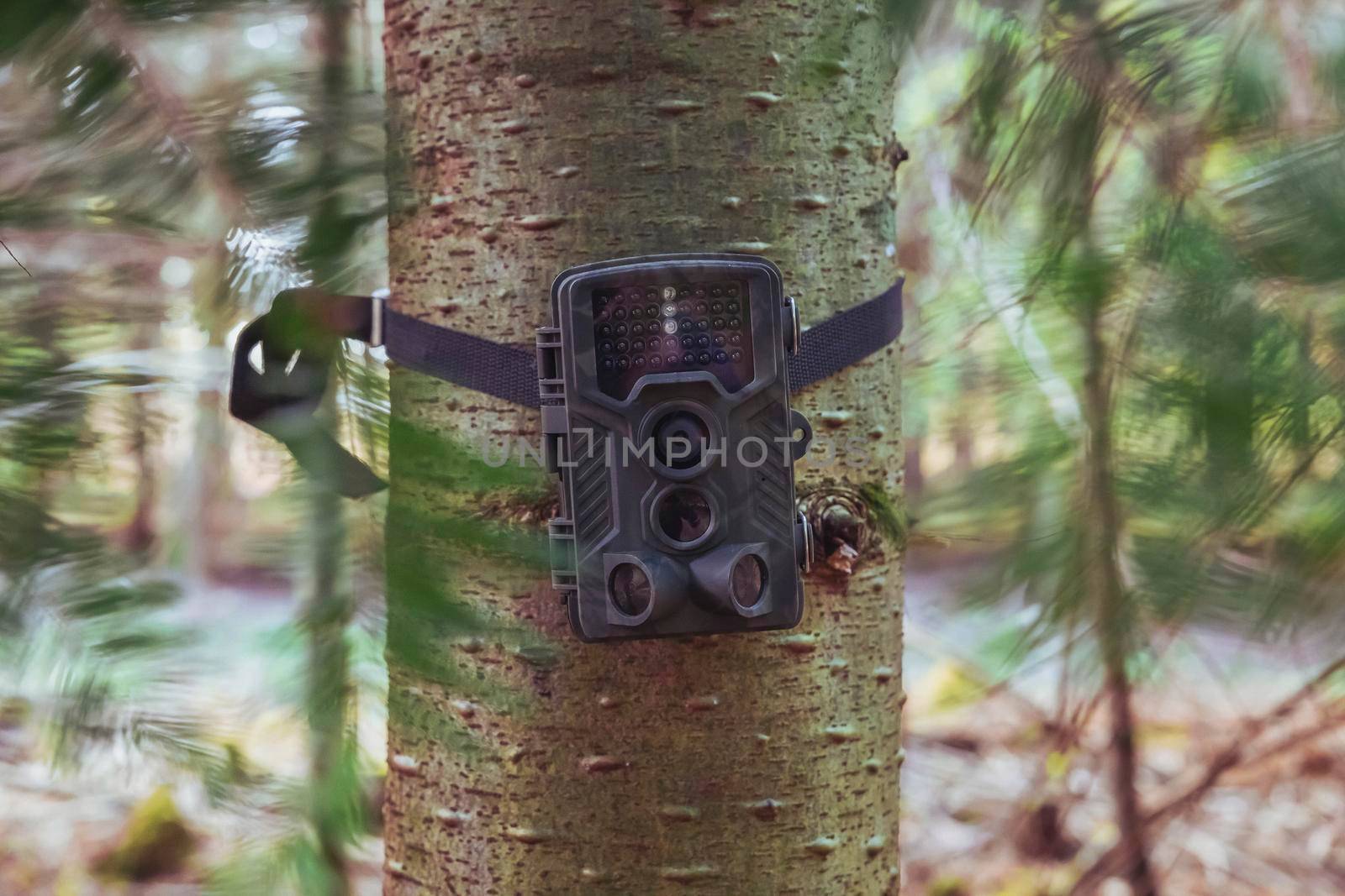 Hidden camera in the forest that turns on when wild animals move.