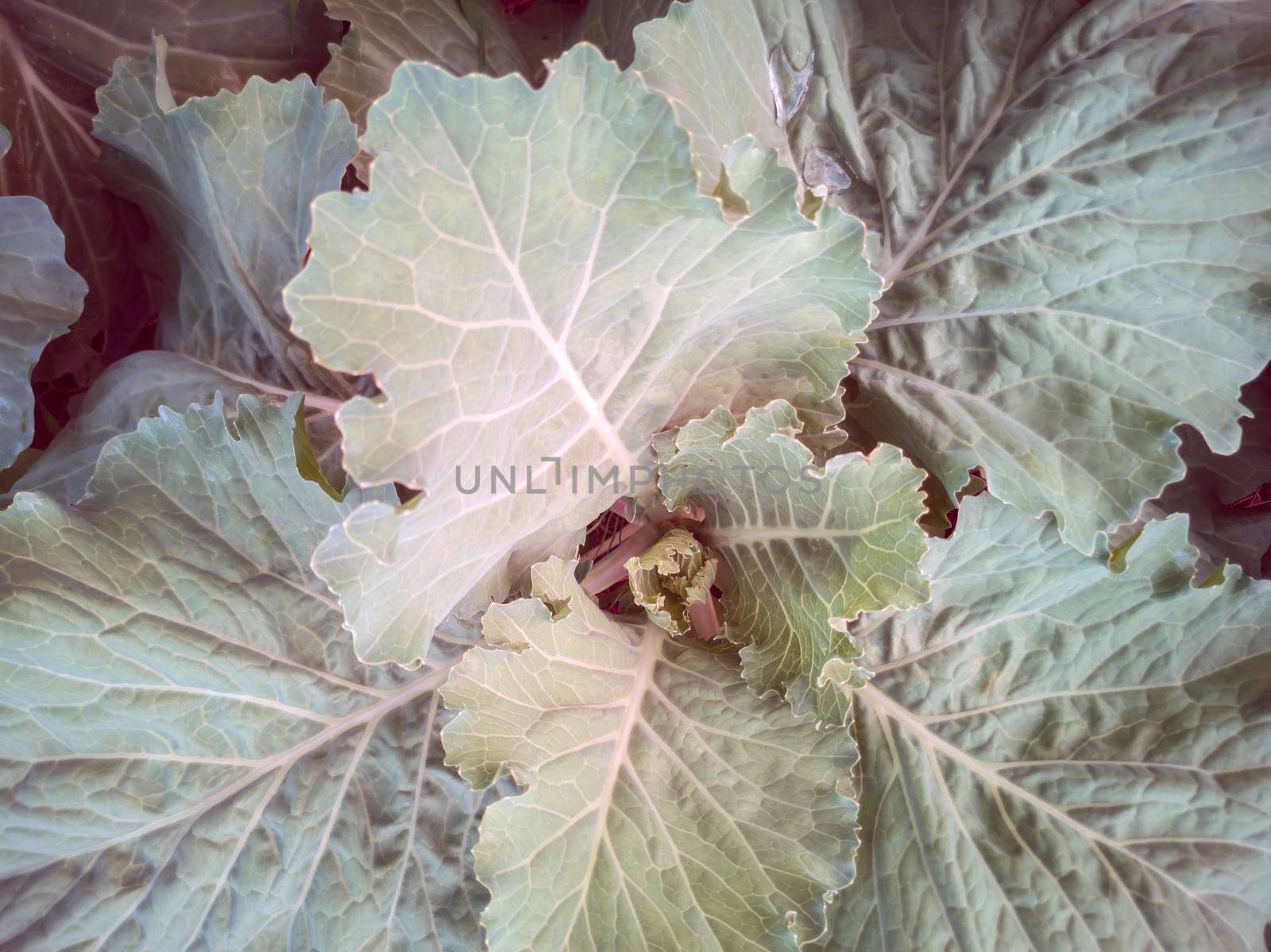 A head of cabbage grows in the garden by georgina198