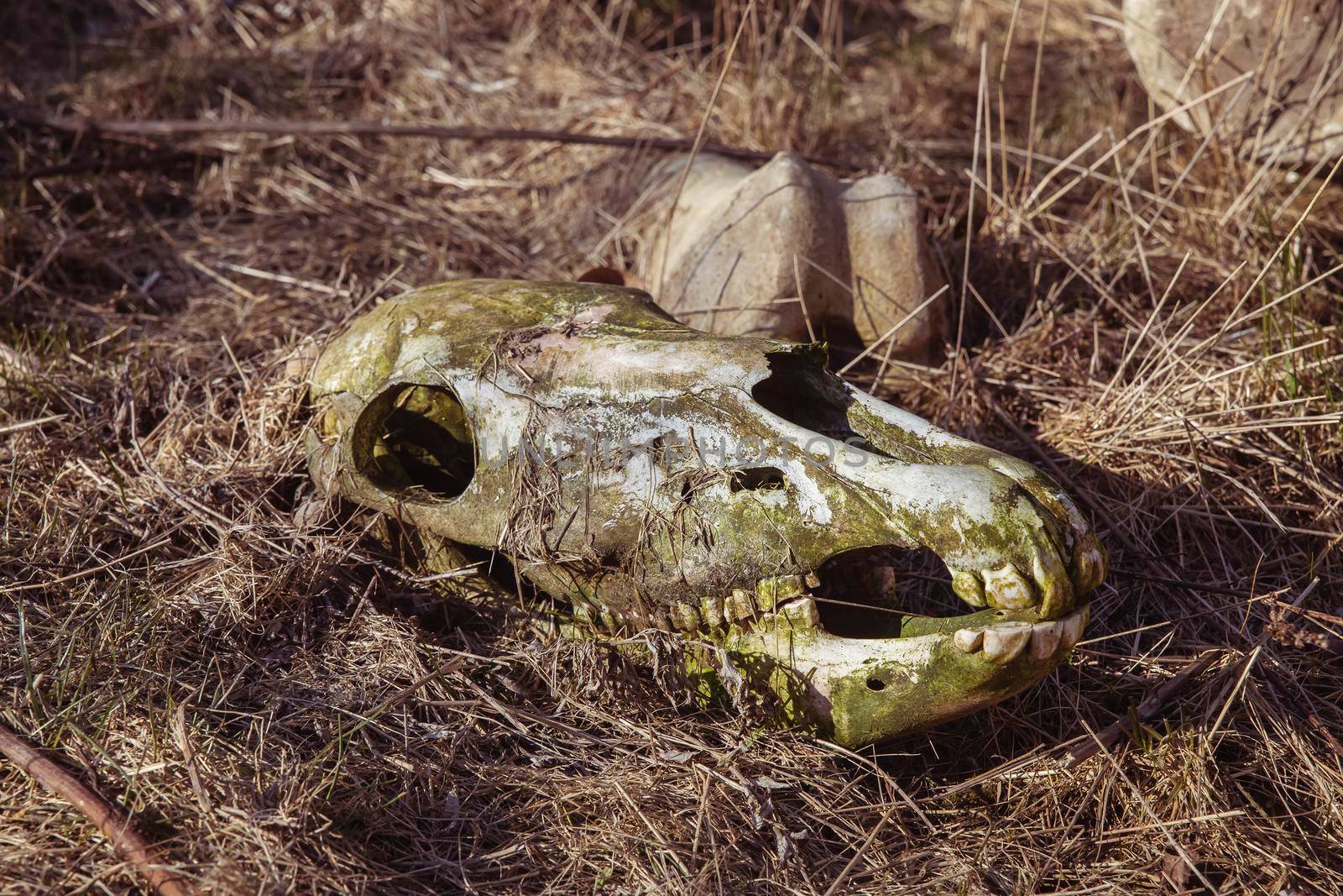 Old abandoned horse skull in dry grass.