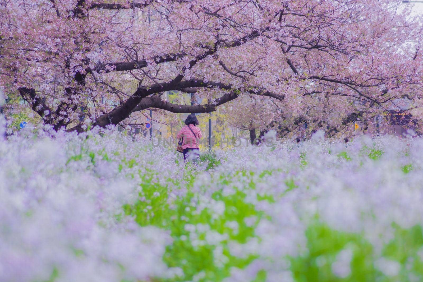 Sakura Line Sakura of Futako Tamagawa. Shooting Location: Tokyo metropolitan area