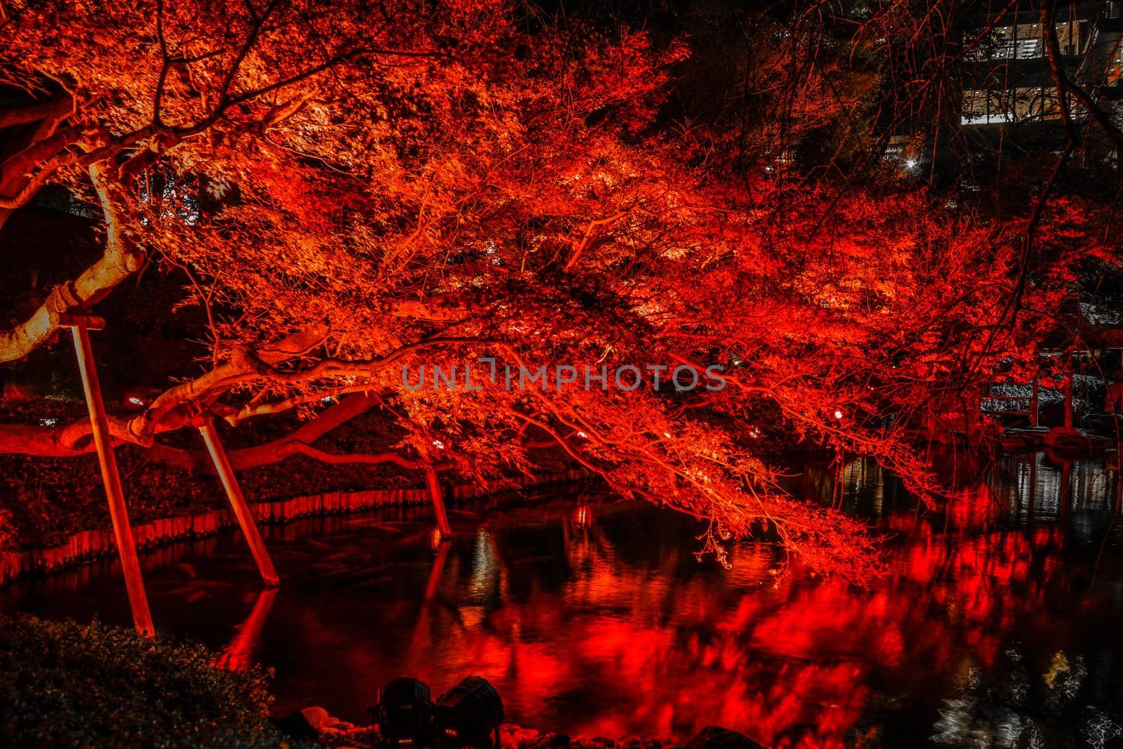 Autumn leaf lighted up Nippon Garden. Shooting Location: Tokyo metropolitan area