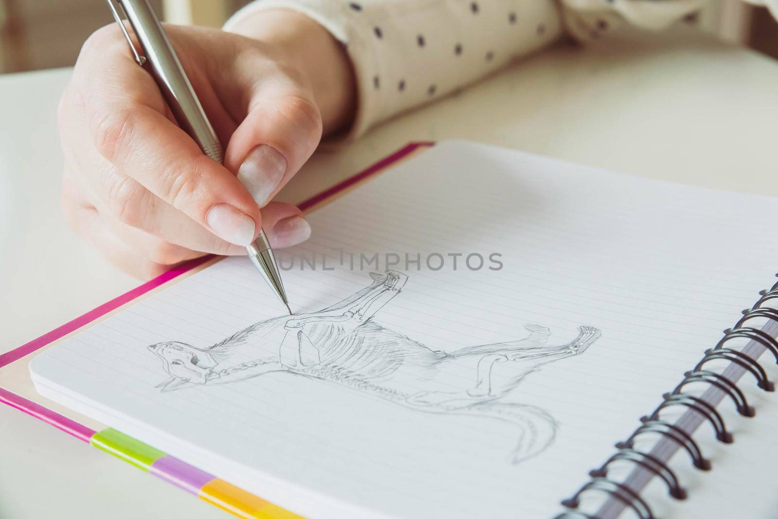 Woman draws the anatomical structure of a dog with a pencil. High quality photo