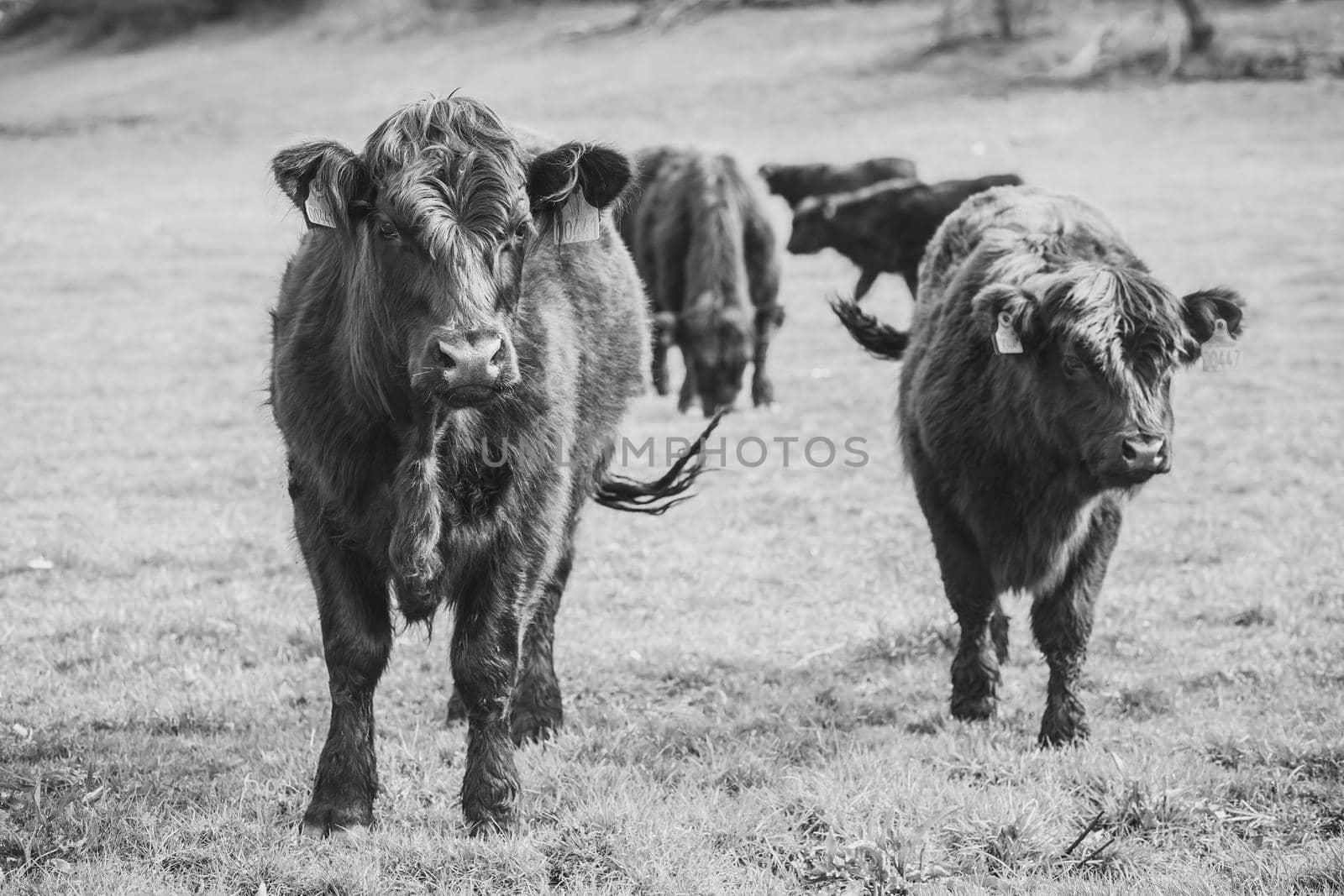 Beautiful long-haired cows graze on a pasture in Denmark by Viktor_Osypenko