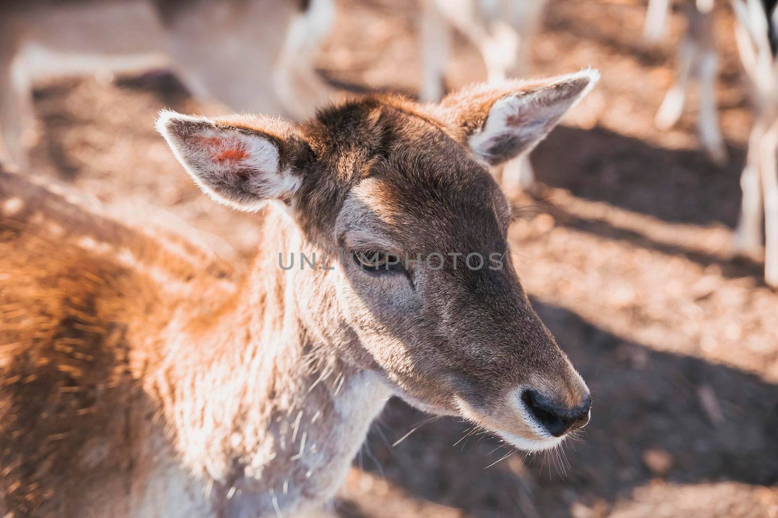 Charming deer face close-up. Nature in Denmark.