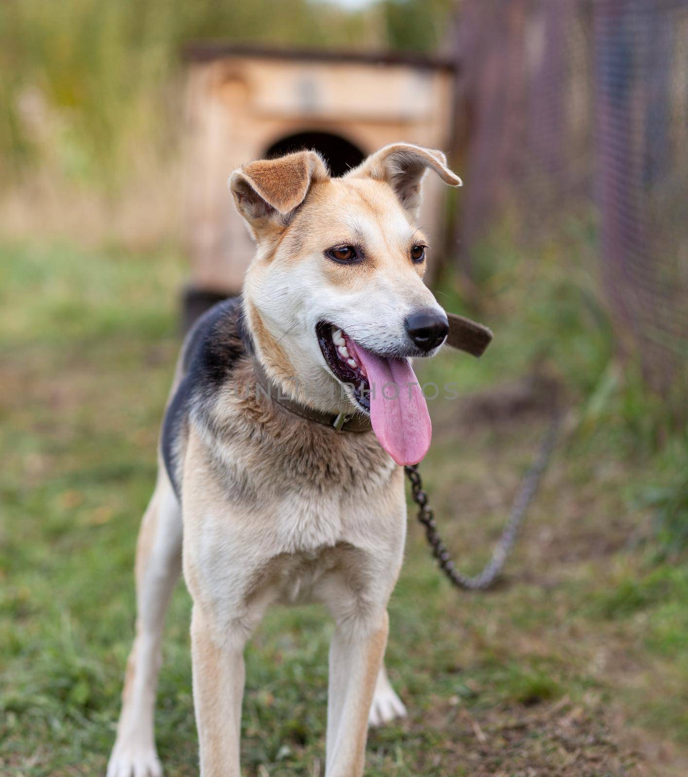 A cheerful big dog with a chain tongue sticking out. Portrait of a dog on a chain that guards the house close-up. A happy pet with its mouth open. Simple dog house in the background