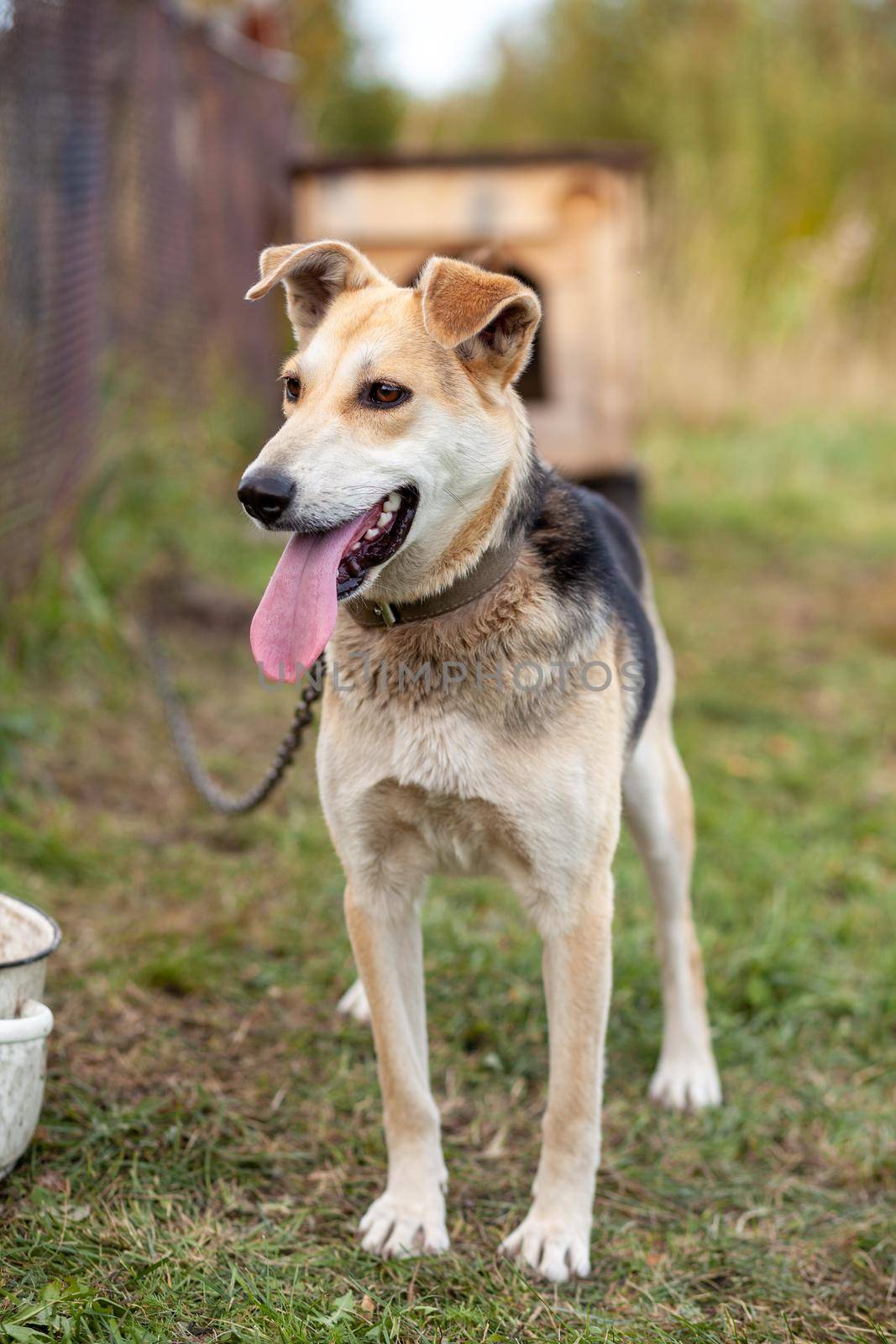 A cheerful big dog with a chain tongue sticking out. Portrait of a dog on a chain that guards the house close-up. A happy pet with its mouth open. Simple dog house in the background