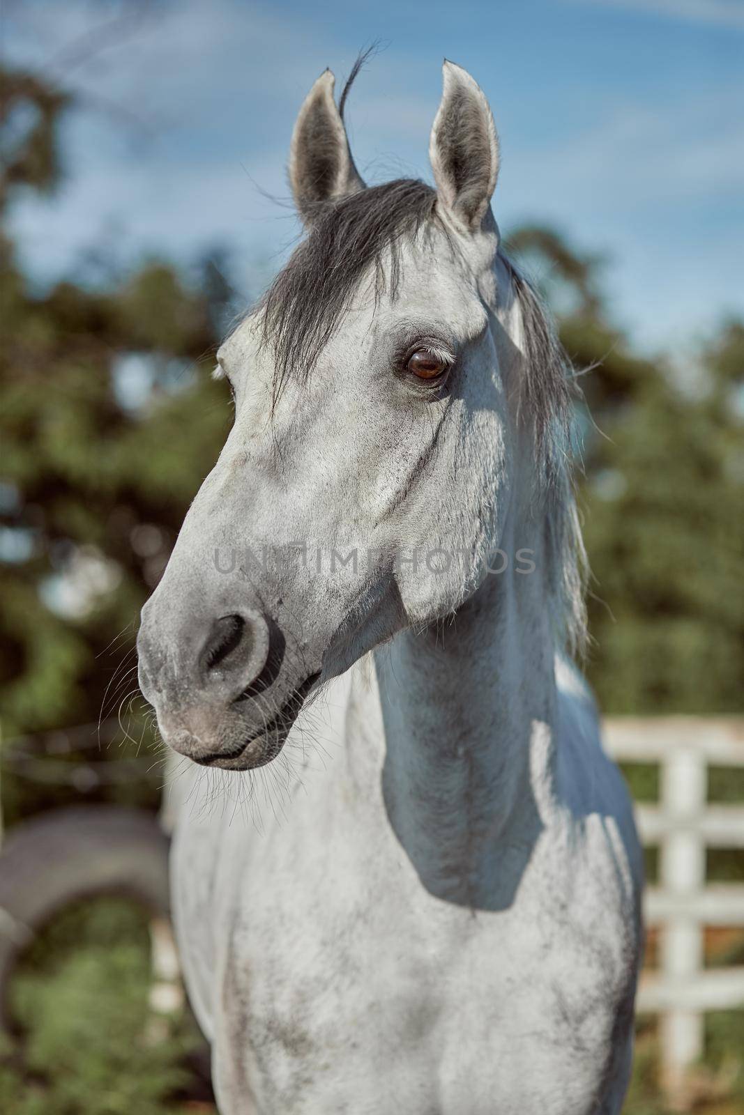 Beautiful grey horse in White Apple, close-up of muzzle, cute look, mane, background of running field, corral, trees. Horses are wonderful animals