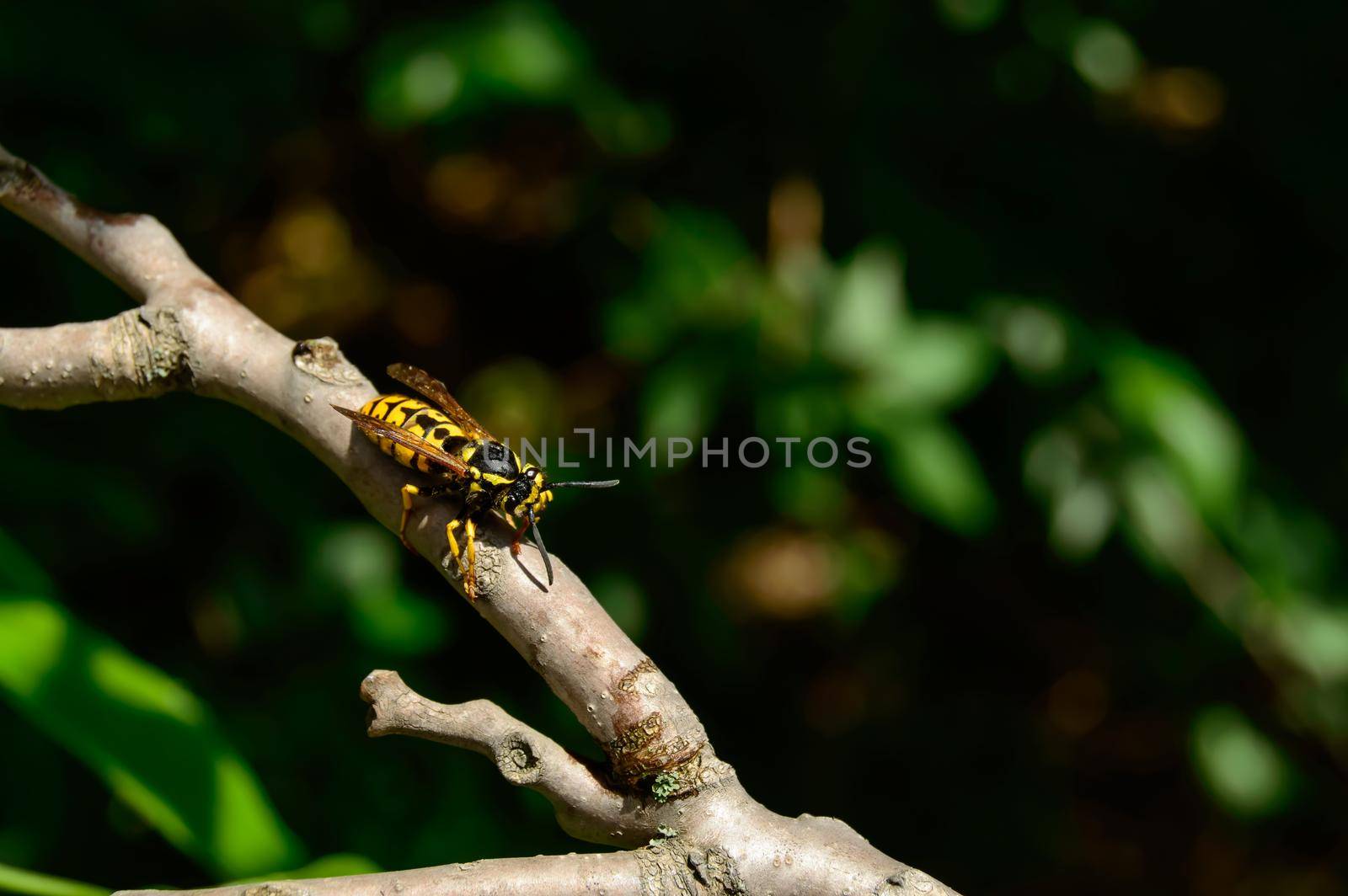 Pretty wasp was just recently saved from drowning and sitting on a branch and dries the wings. . High quality photo