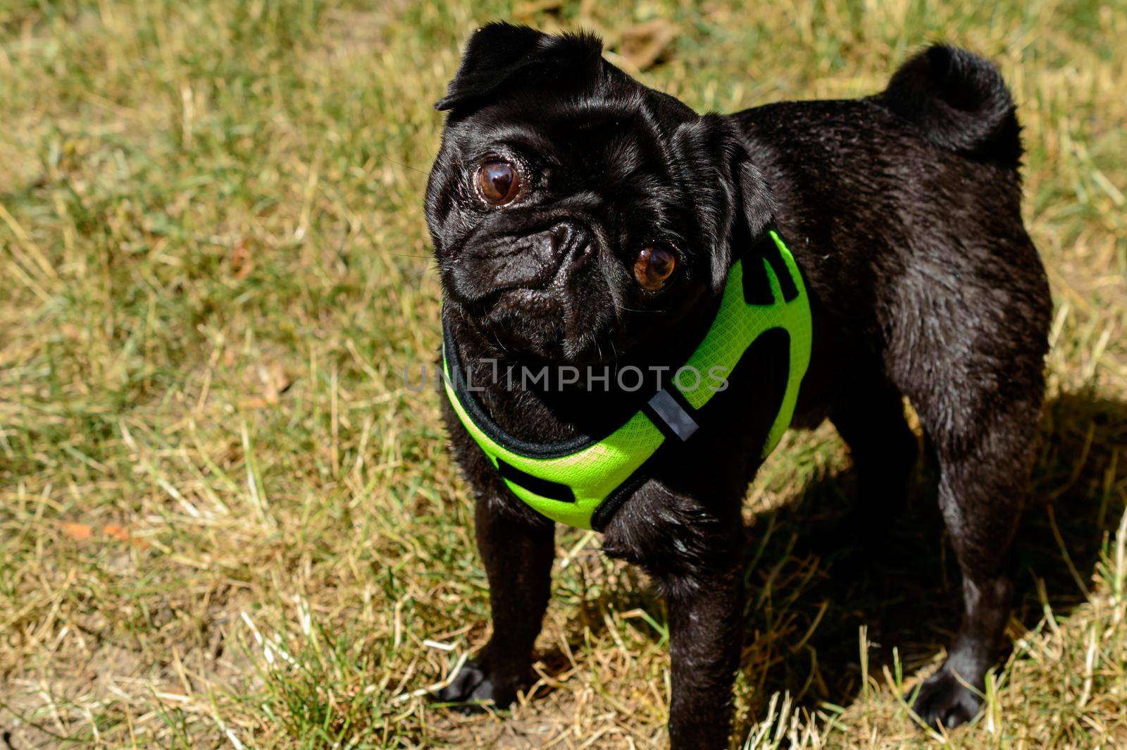 Little black pug in a light green dog vest looking into the camera. Background picture. High quality photo