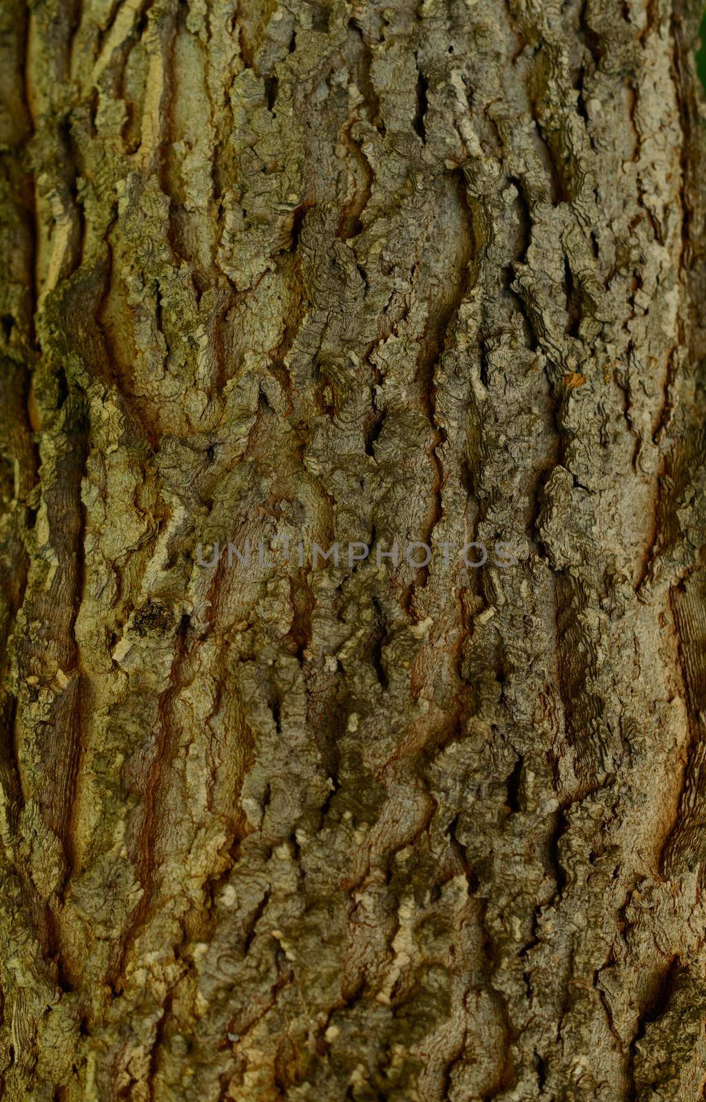 Tree bark - macro texture. Background picture. High quality photo