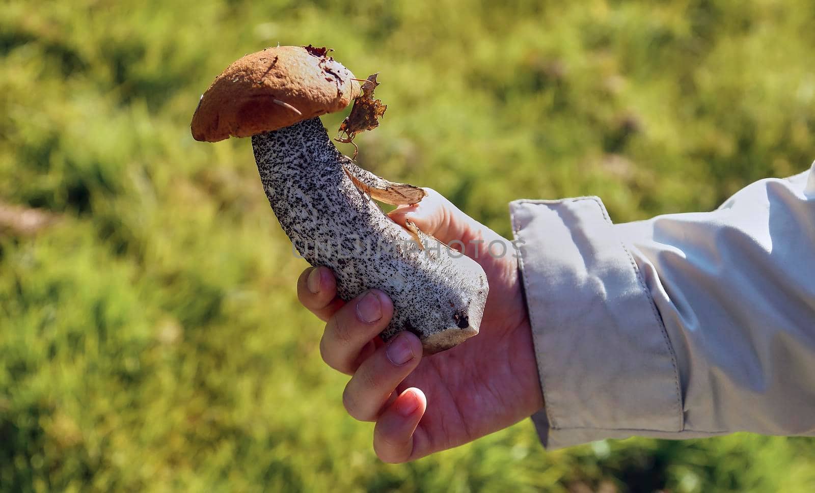 Mushroom Borovik in hand. Autumn white mushrooms. Detail of spring boletus. Cooking delicious organic food mushrooms.