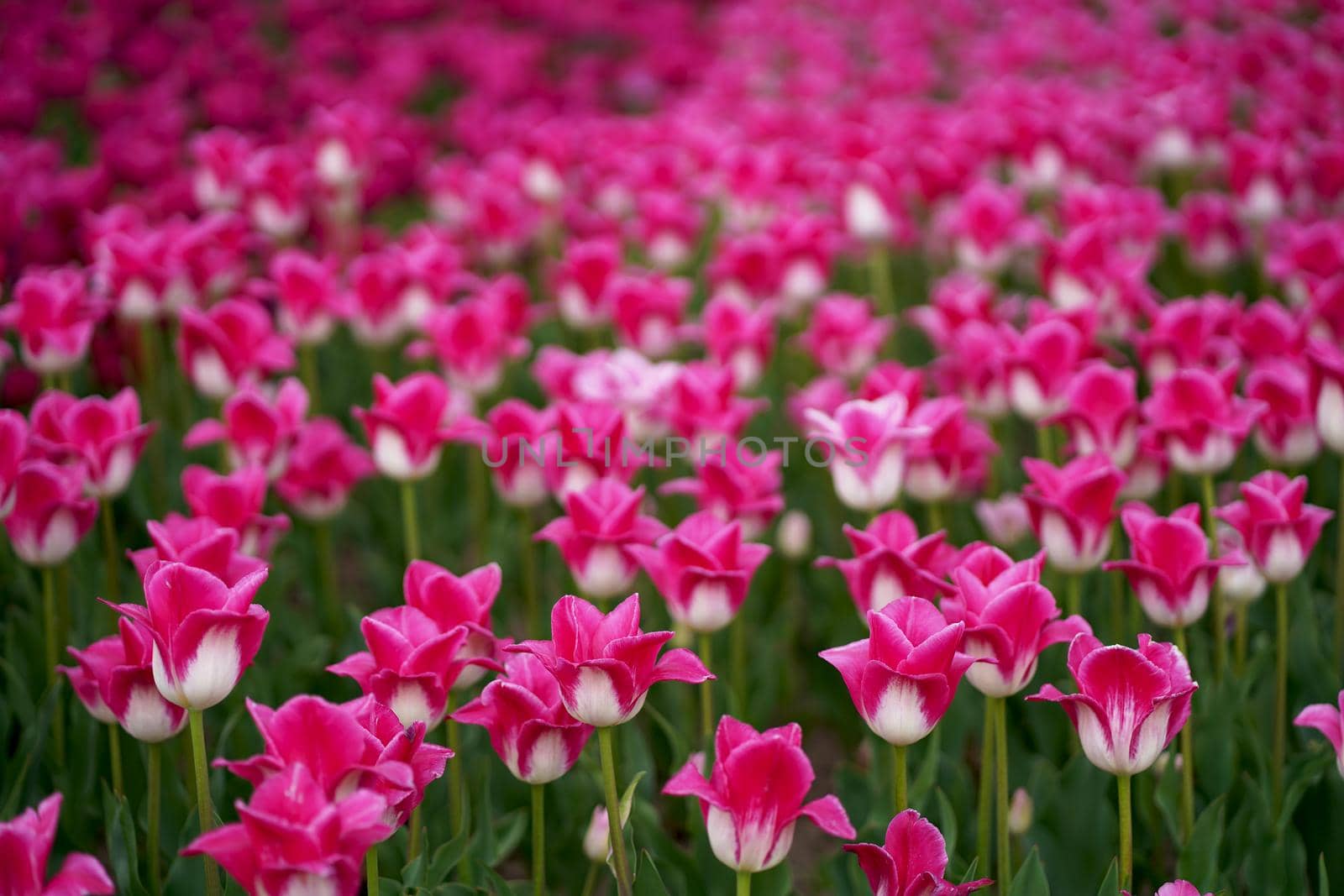 Beautiful tulip macro with a red bulbfield in the background in spring