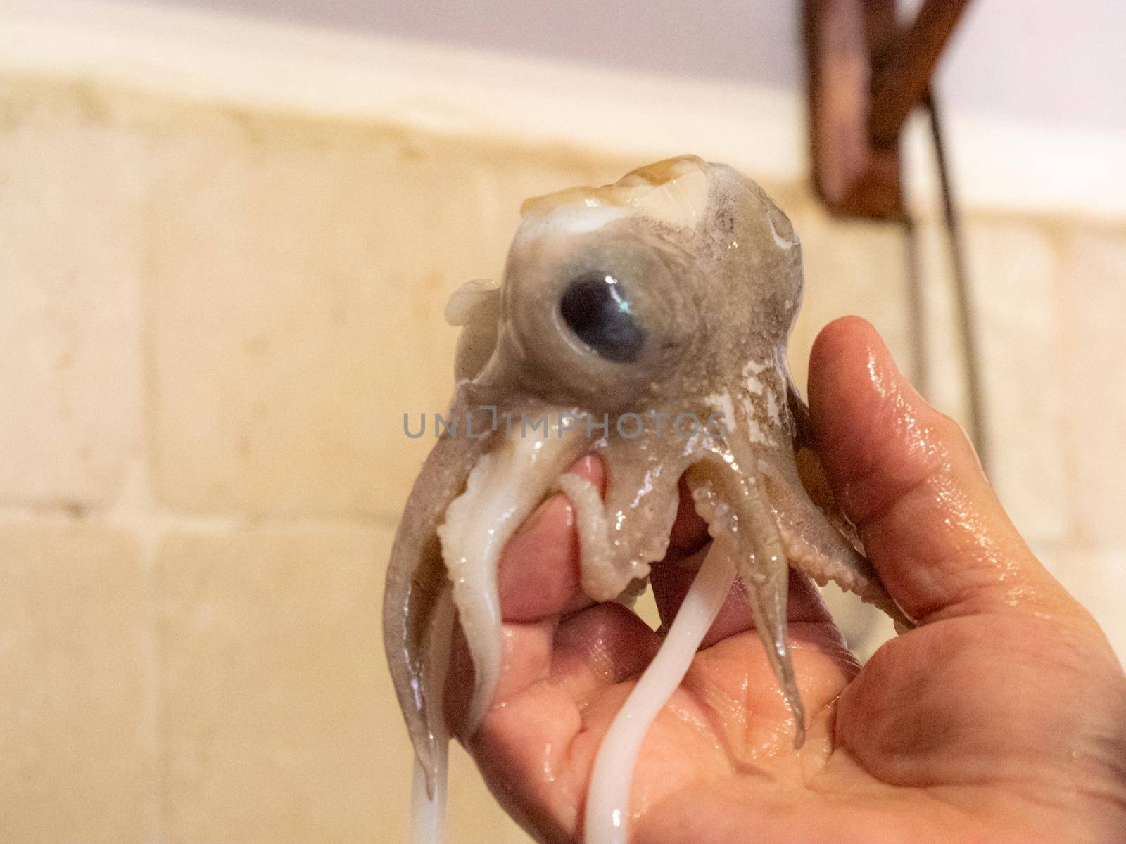 cleaning a raw adriatic cuttlefish at home in Numana, Marche, Italy