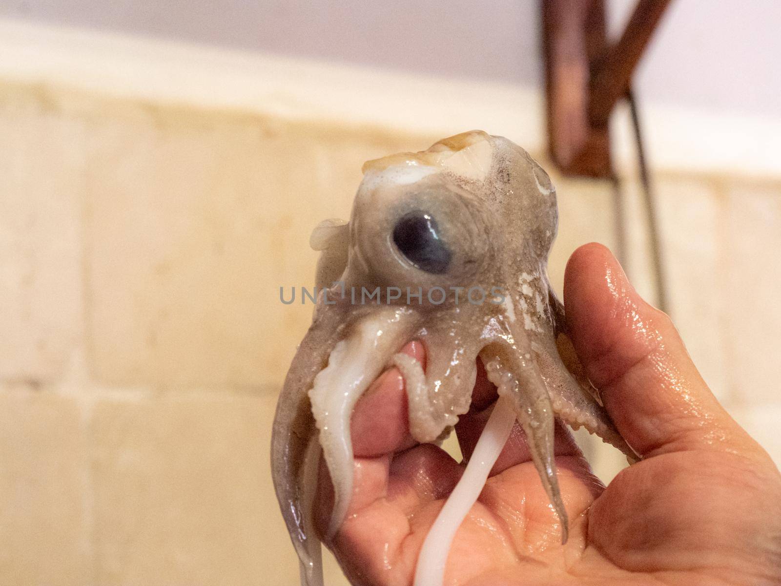 cleaning a raw adriatic cuttlefish at home in Numana, Marche, Italy