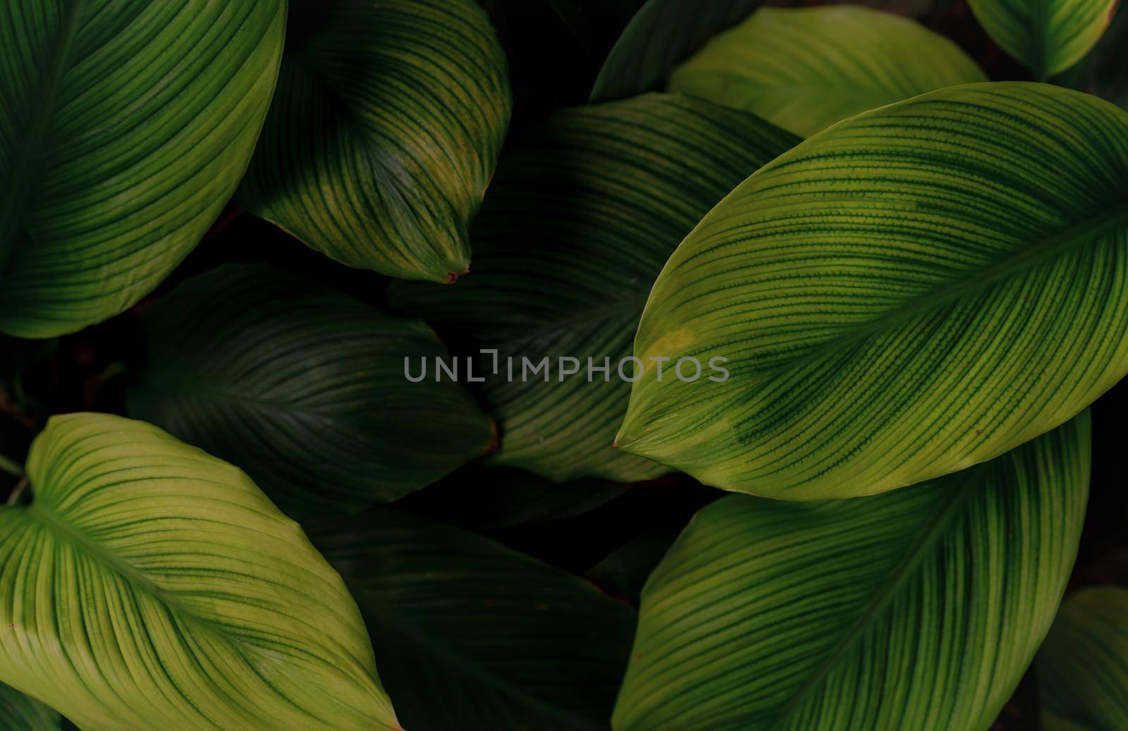 Closeup green leaves of tropical plant in garden. Dense dark green leaf with beauty pattern texture background. Green leaves for spa background. Green wallpaper. Top view ornamental plant in garden. by Fahroni
