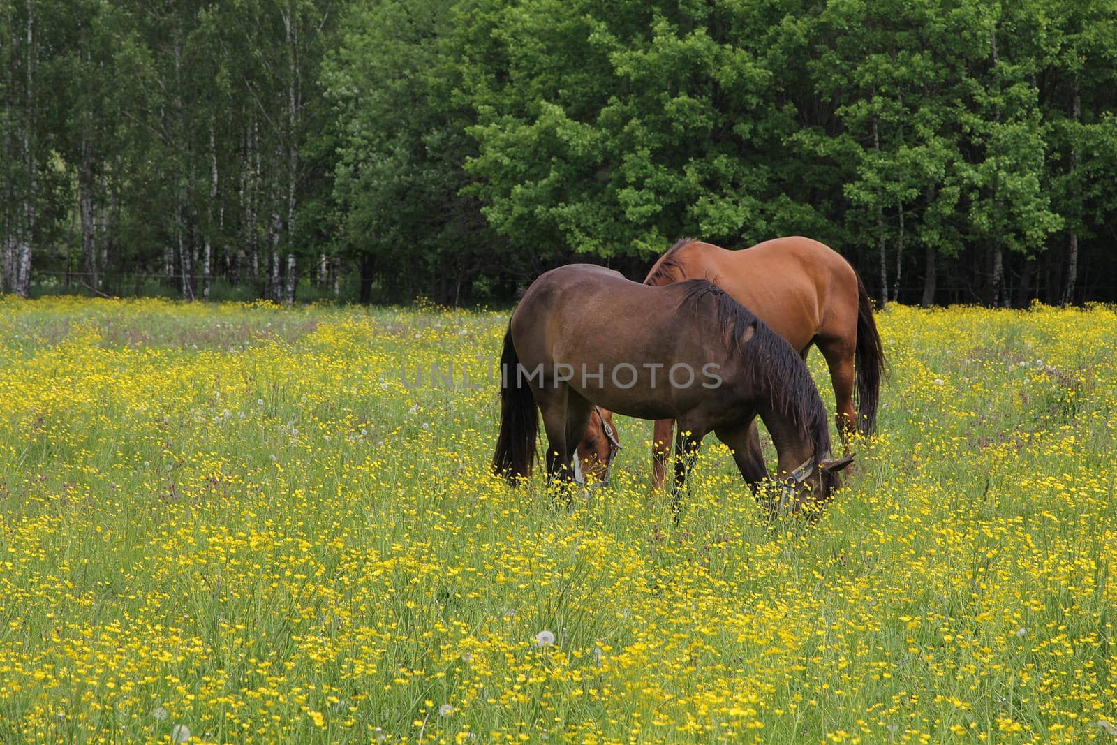 Horses graze in the meadow near the forest. by Yurich32