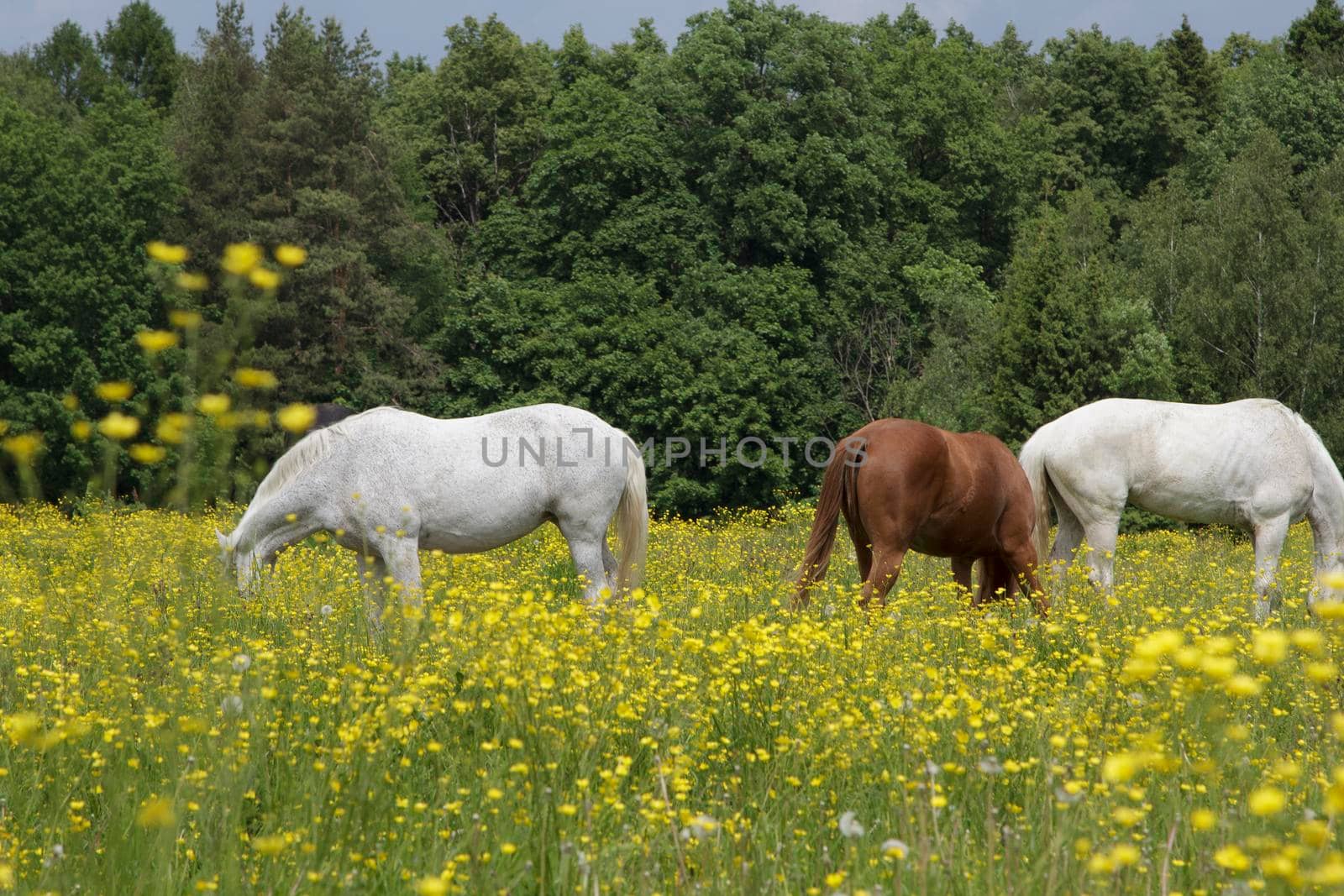 Horses graze in a meadow with yellow wildflowers