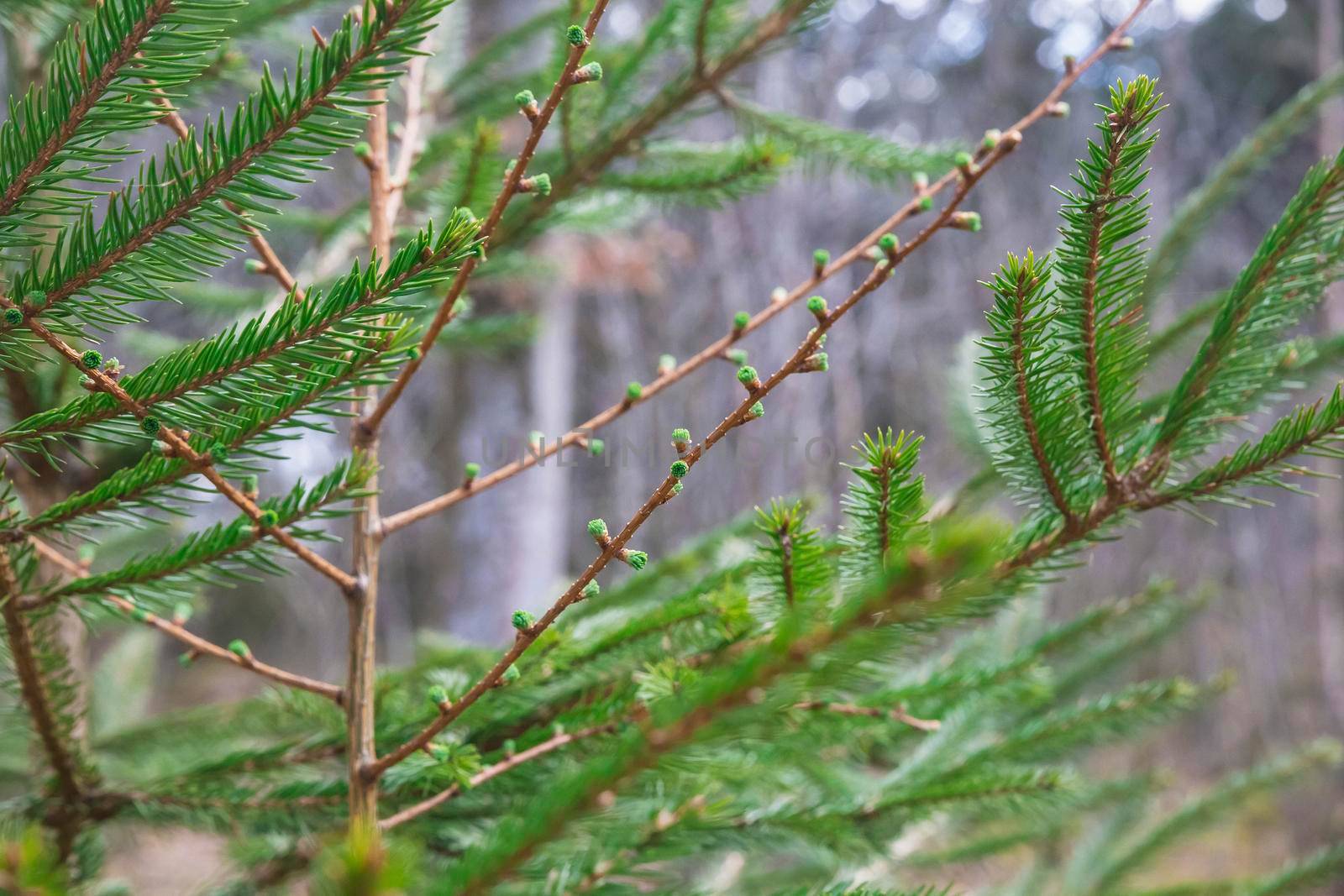 Young sprouts of a Christmas tree in the spring forest.