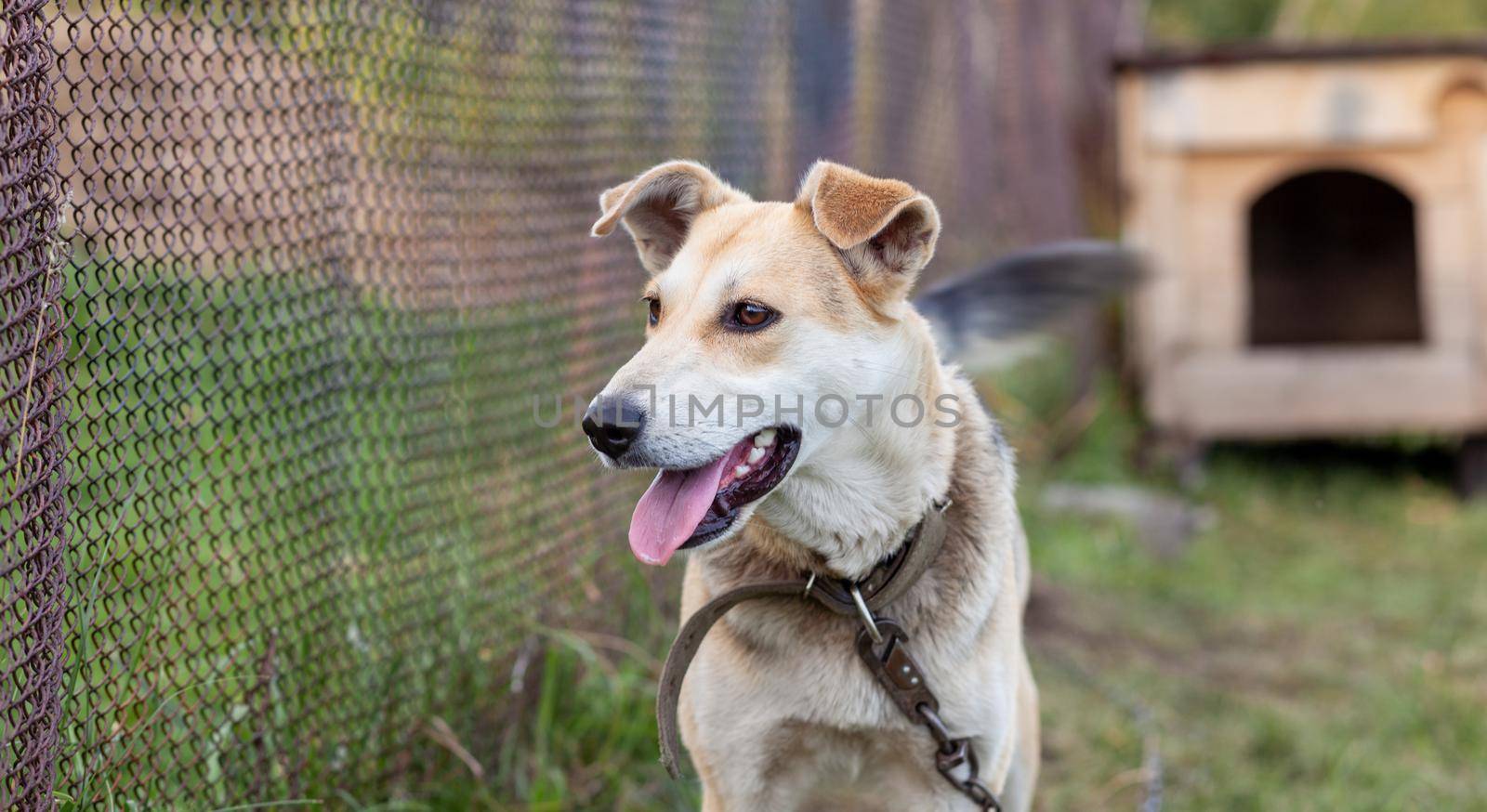 A cheerful big dog with a chain tongue sticking out. Portrait of a dog on a chain that guards the house close-up. A happy pet with its mouth open. Simple dog house in the background