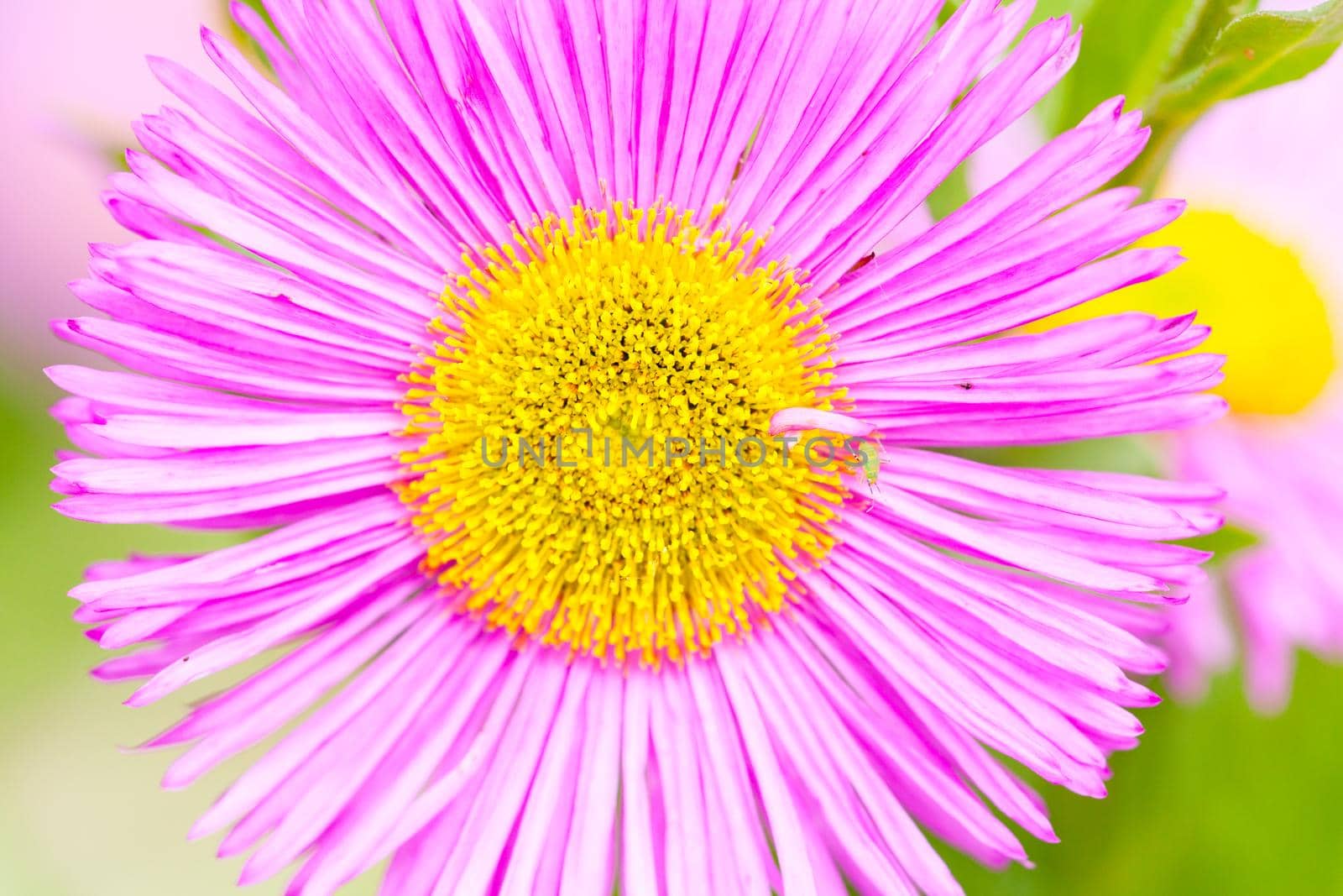 Mexican fleabane or Erigeron karvinskianus in flower. Pink with yellow heart in the daisy family (Asteraceae)