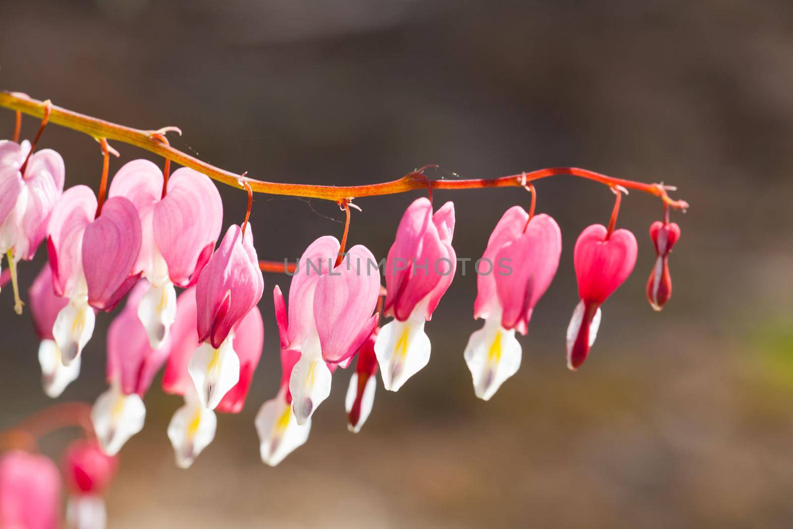 Soft focus of heart-shaped Bleeding heart flower pink and white color in summer. Blurred garden background.