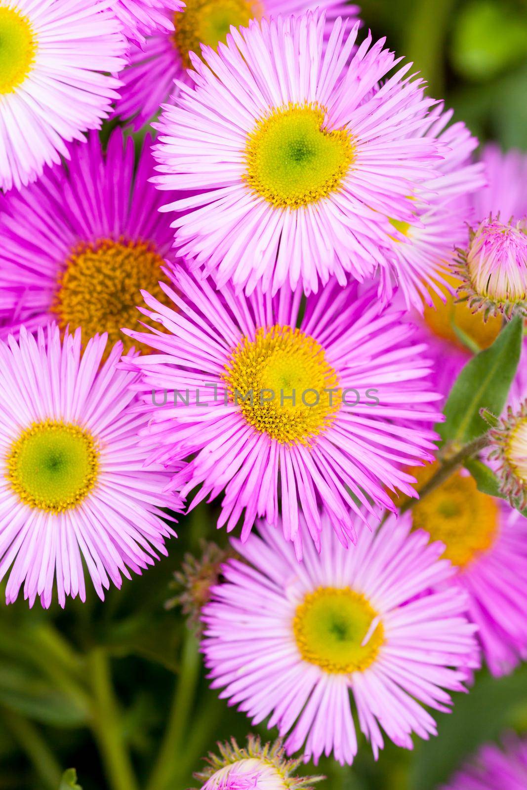 Mexican fleabane or Erigeron karvinskianus in flower. Pink with yellow heart in the daisy family (Asteraceae) by jp_chretien