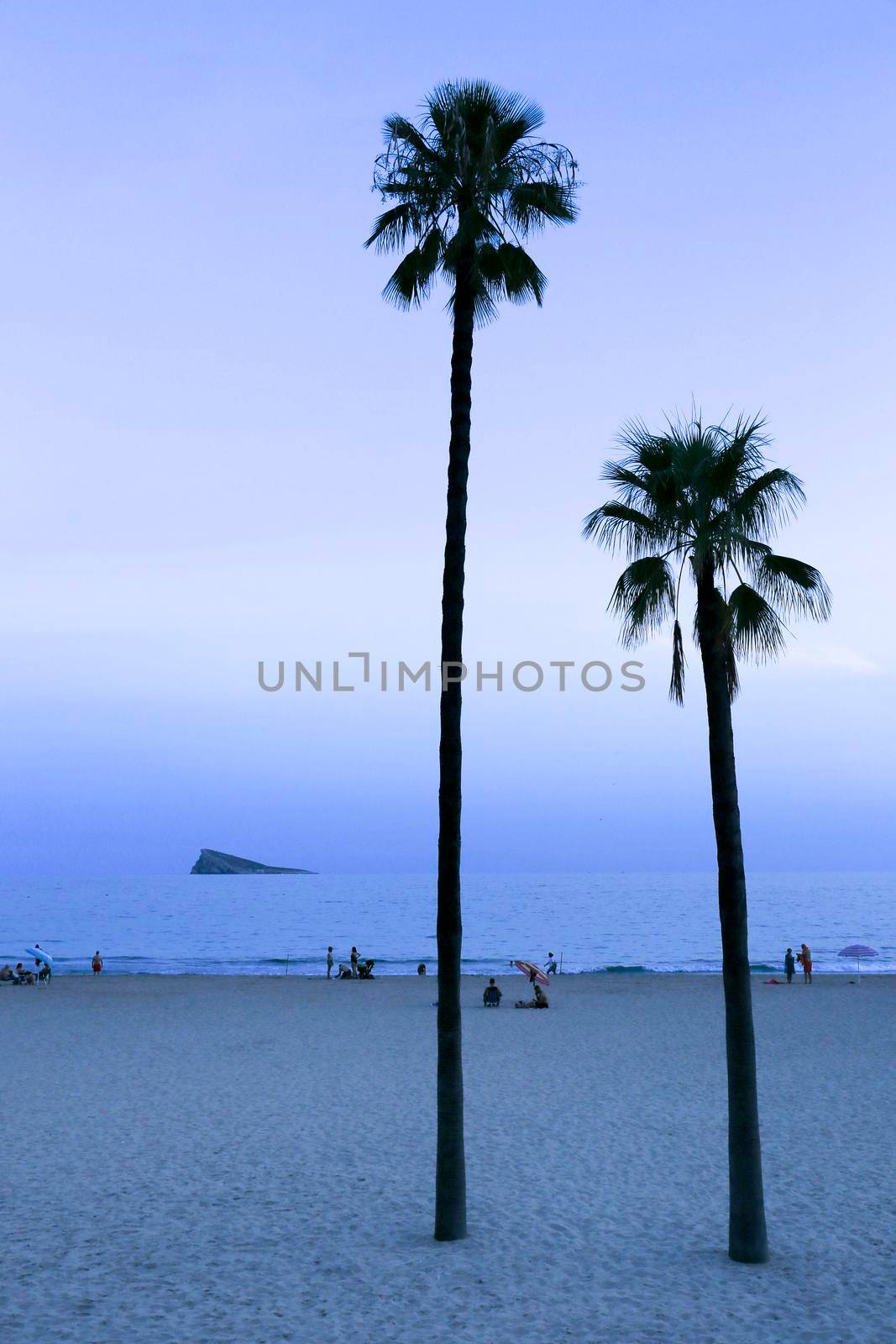 Benidorm, Alicante, Spain- September 11, 2022: Poniente beach with its beautiful California palm trees. L'illa island in the background