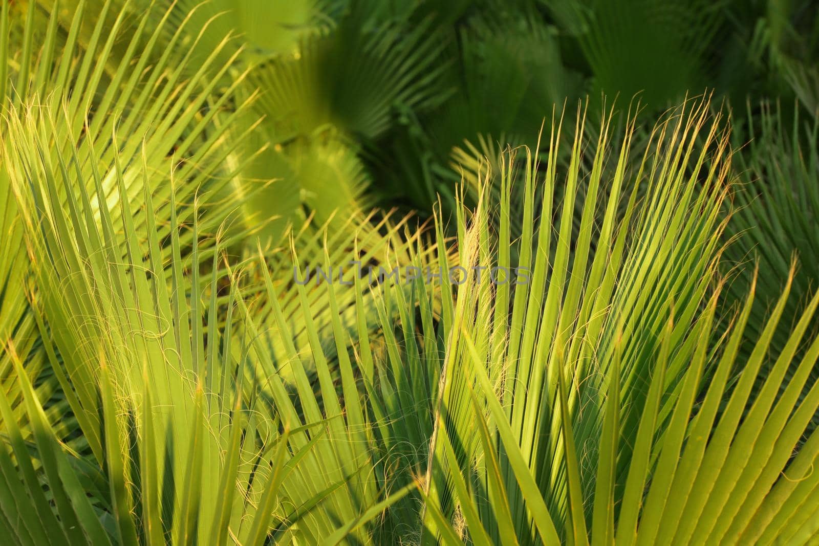 Green palm leaves lit by afternoon sun. Abstract tropical background.