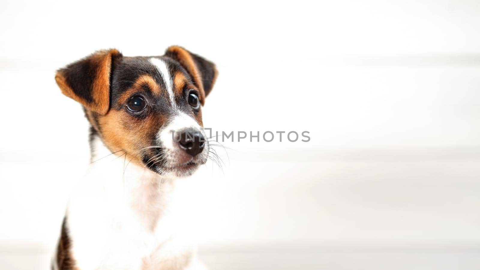 Two months old Jack Russell Terrier puppy, detail on head, high key photo, almost white background, space for text on the right.