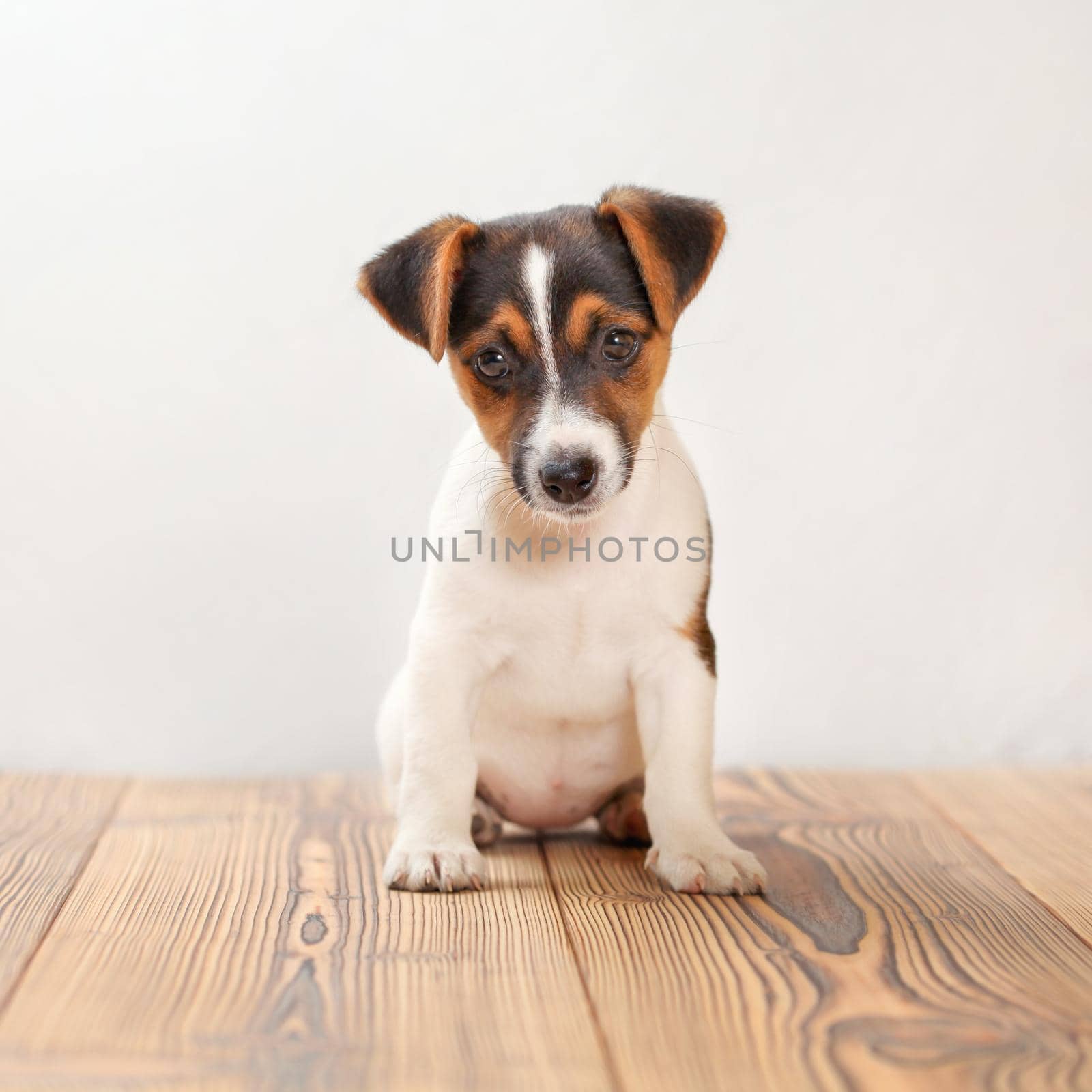 Three months old Jack Russell terrier puppy standing on wooden boards, white background, studio shot.