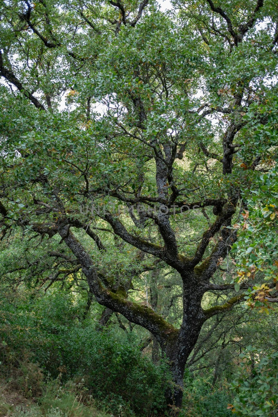 oak tree , Quercus Robur , forest in a river by joseantona