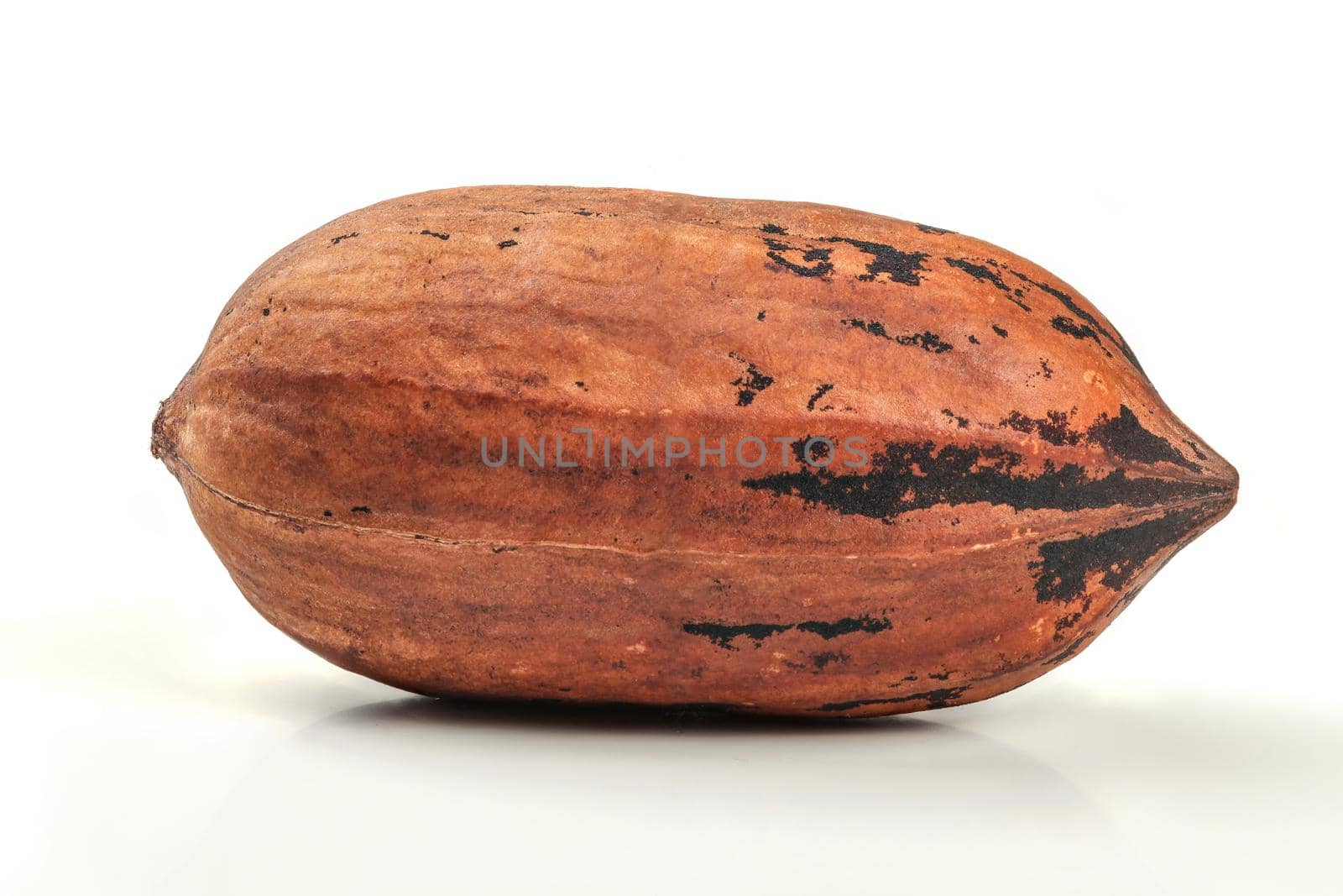 Single whole pecan (Carya illinoinensis) nut in shell, isolated on white background. Close up photo.