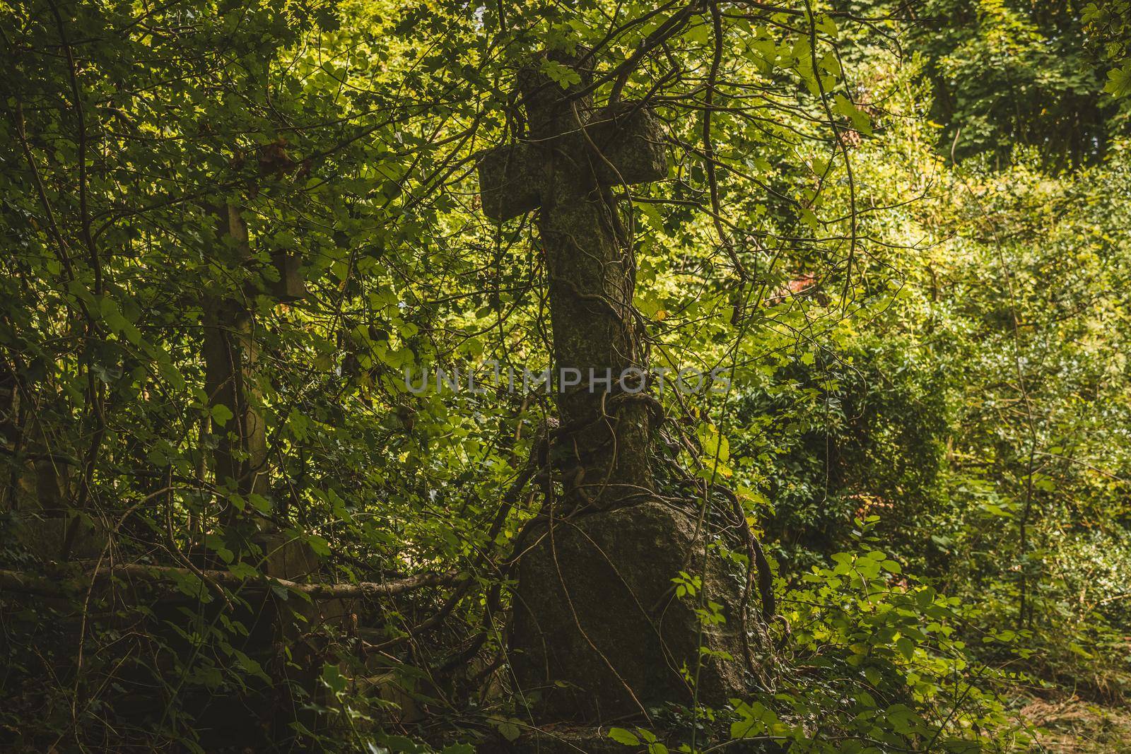 Gravestones in cemetery, Arnos Vale Cemetery by fabioxavierphotography