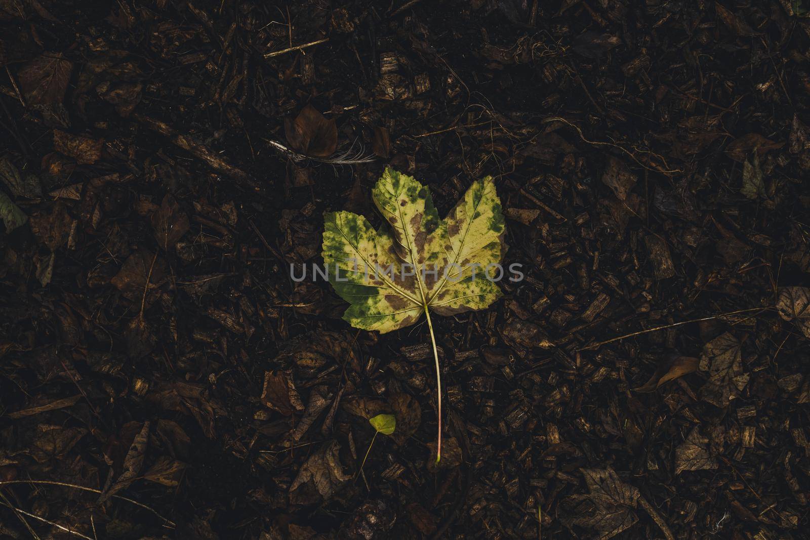 Leaves dying slowly from the tree. High quality photo