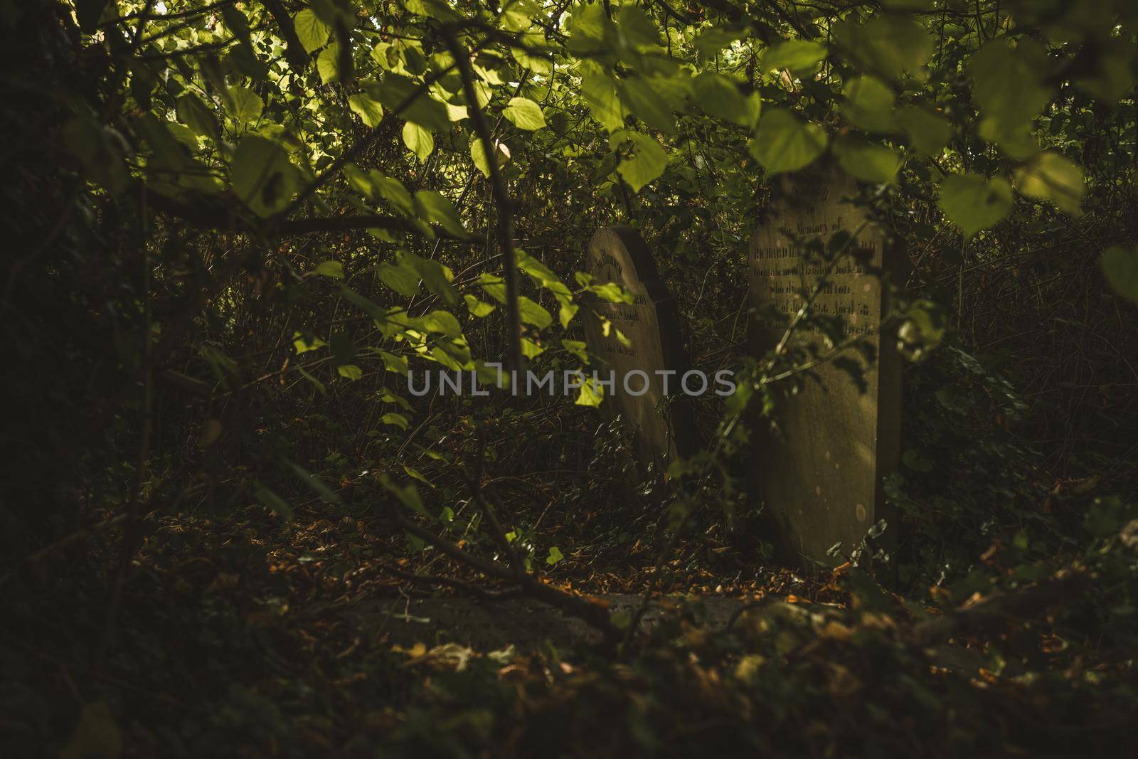 Gravestones in cemetery, Arnos Vale Cemetery. High quality photo