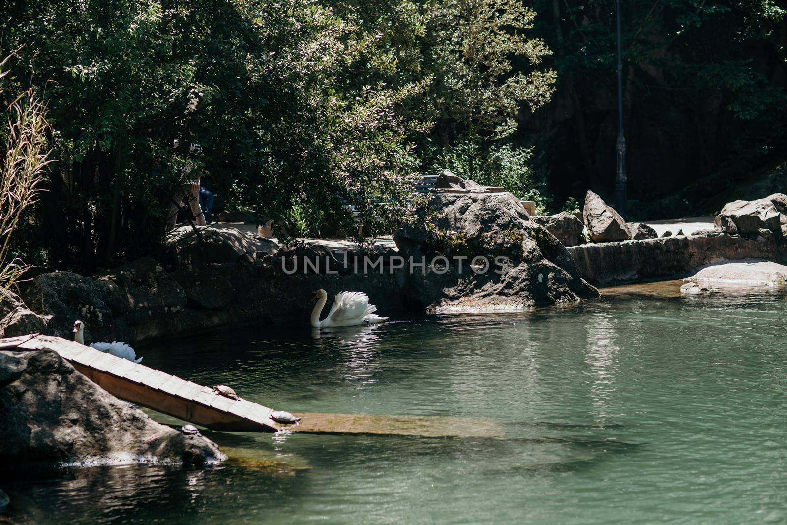 swan on blue lake water in sunny day, swans on pond, nature series