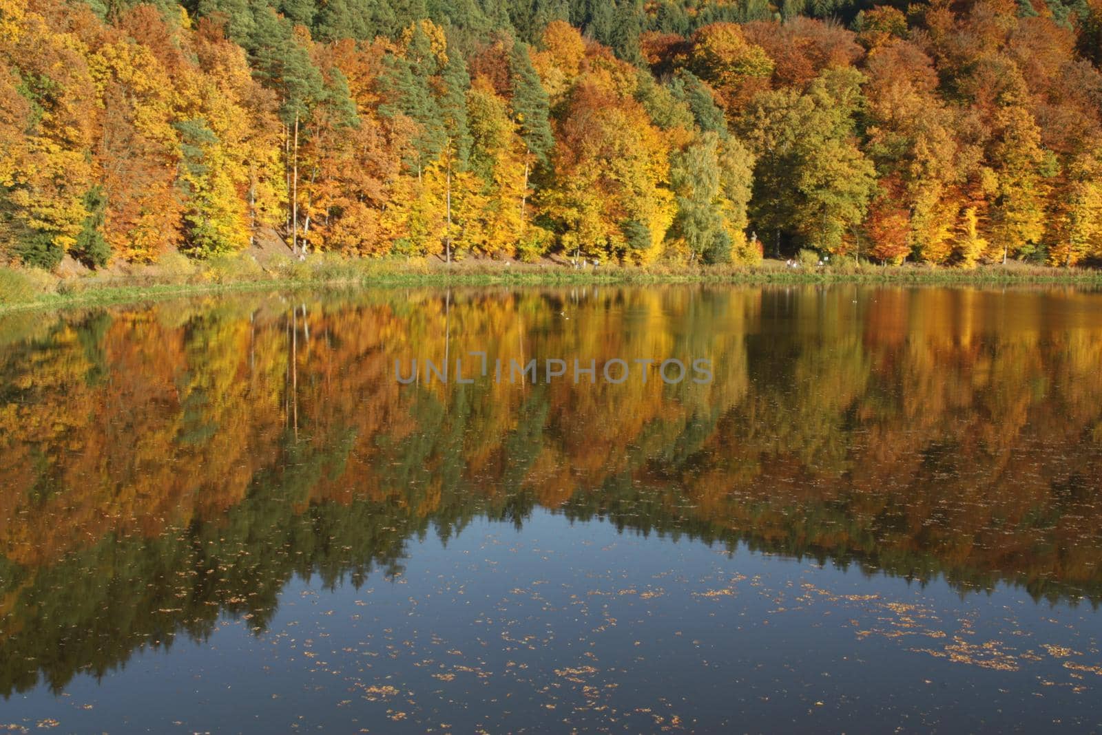 the blue sky and autumn forest of red yellow and green autumn colors are reflected in the lake surface by Costin