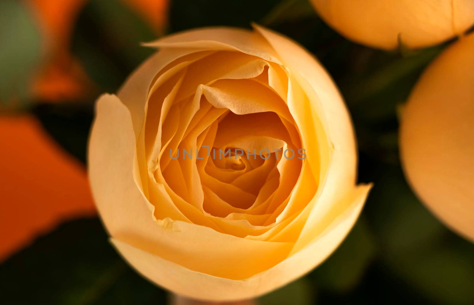 Close up of long stem yellow friendship roses in the natural sunlight by Suietska