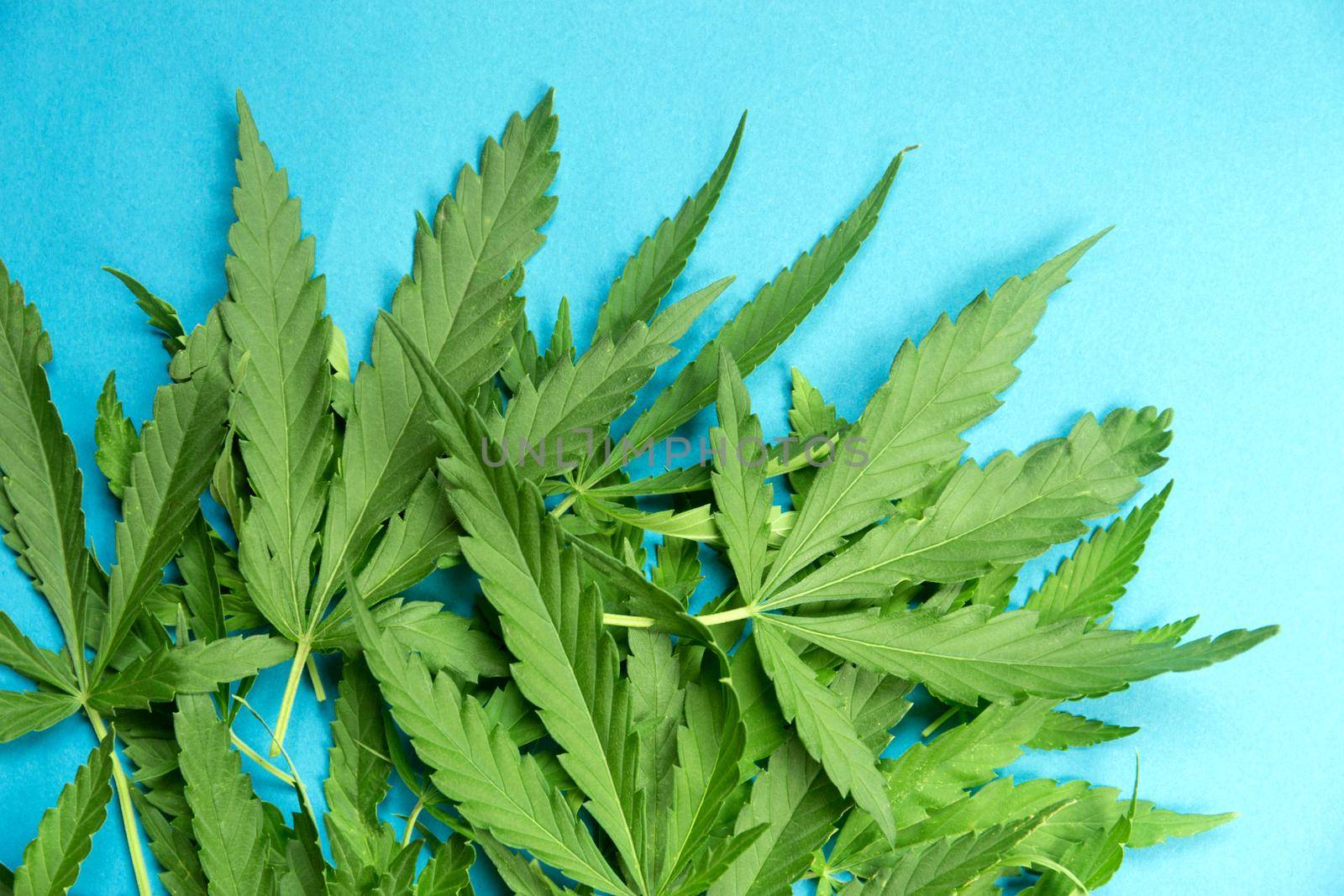Close up fresh cannabis leaves on a blue background by AnaBabii
