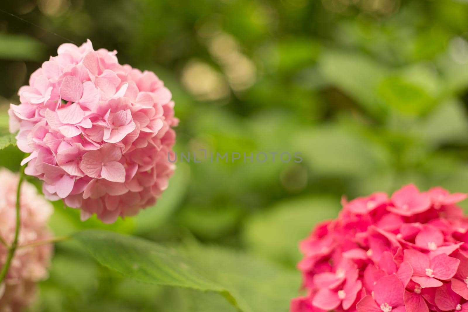 Close up light pink hortensia fresh flowers blur background