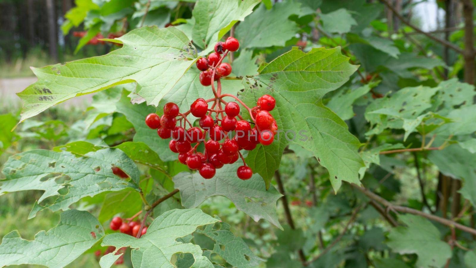 Red viburnum berries surrounded by green foliage.