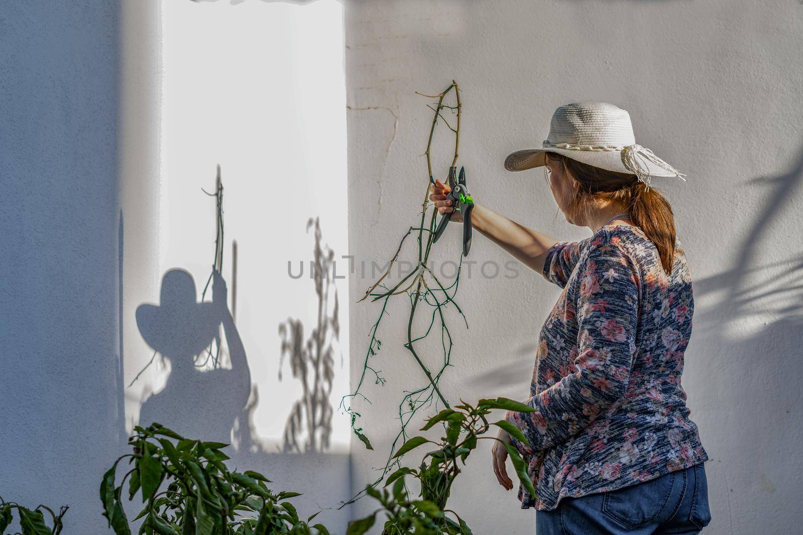 young girl with hat working in her home organic garden on a sunny day cutting the dry branches with scissors