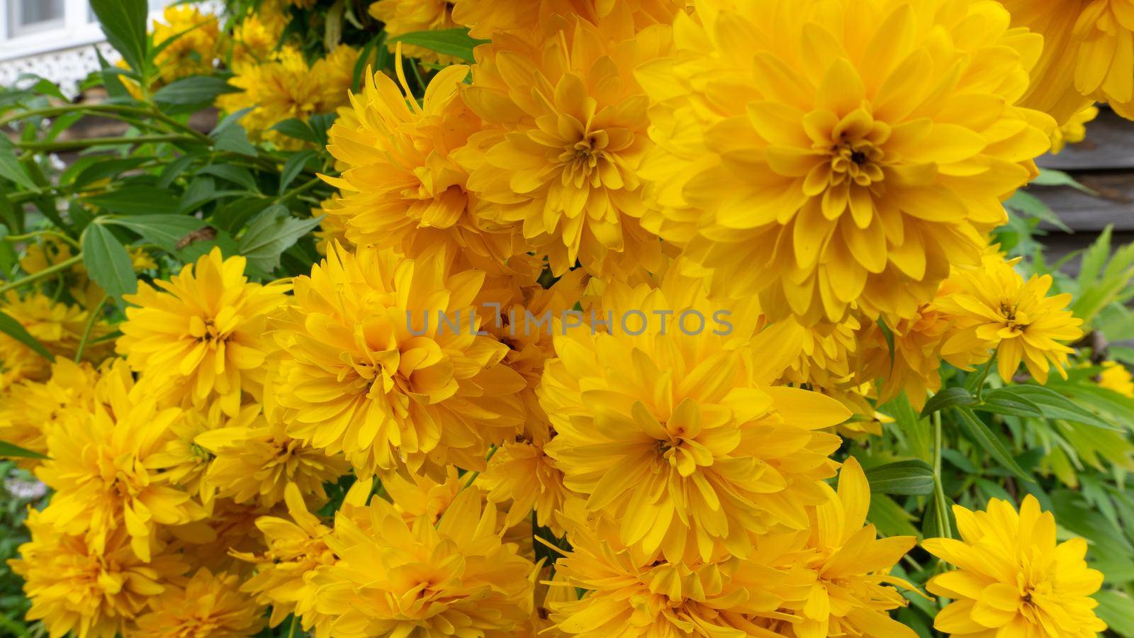 Large yellow flowers of Rudbeckia laciniata in front of a rustic house. Large yellow inflorescences