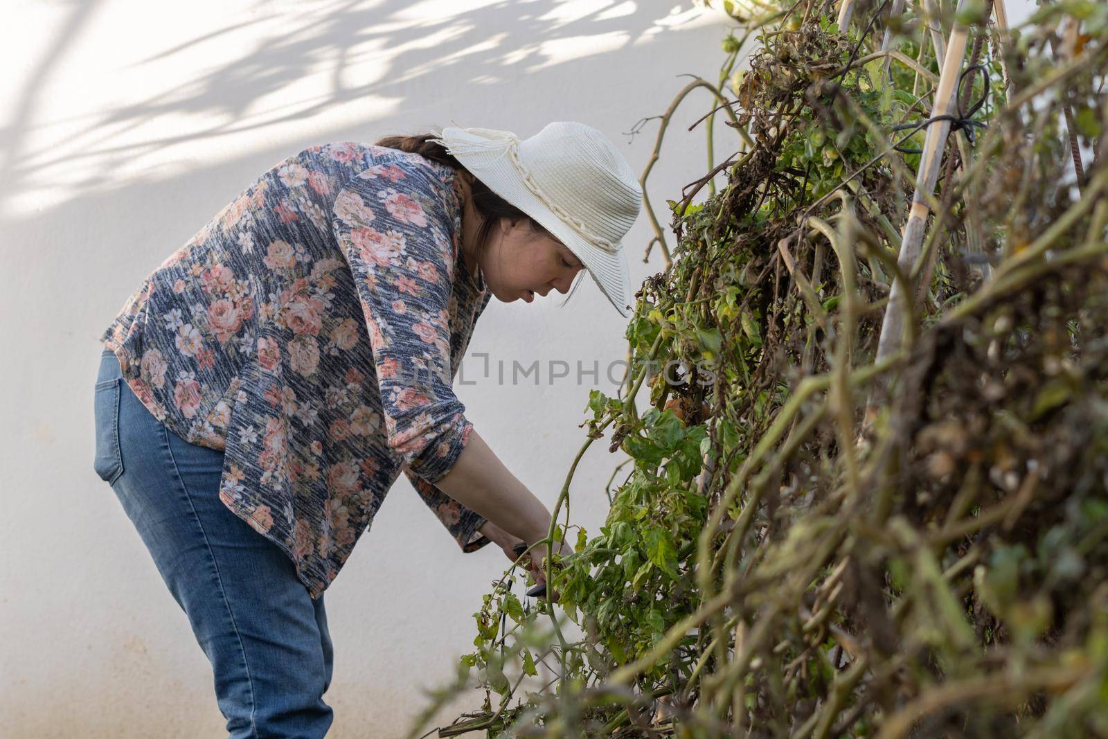 young girl with hat working in her home organic garden on a sunny day cutting the dry branches with scissors