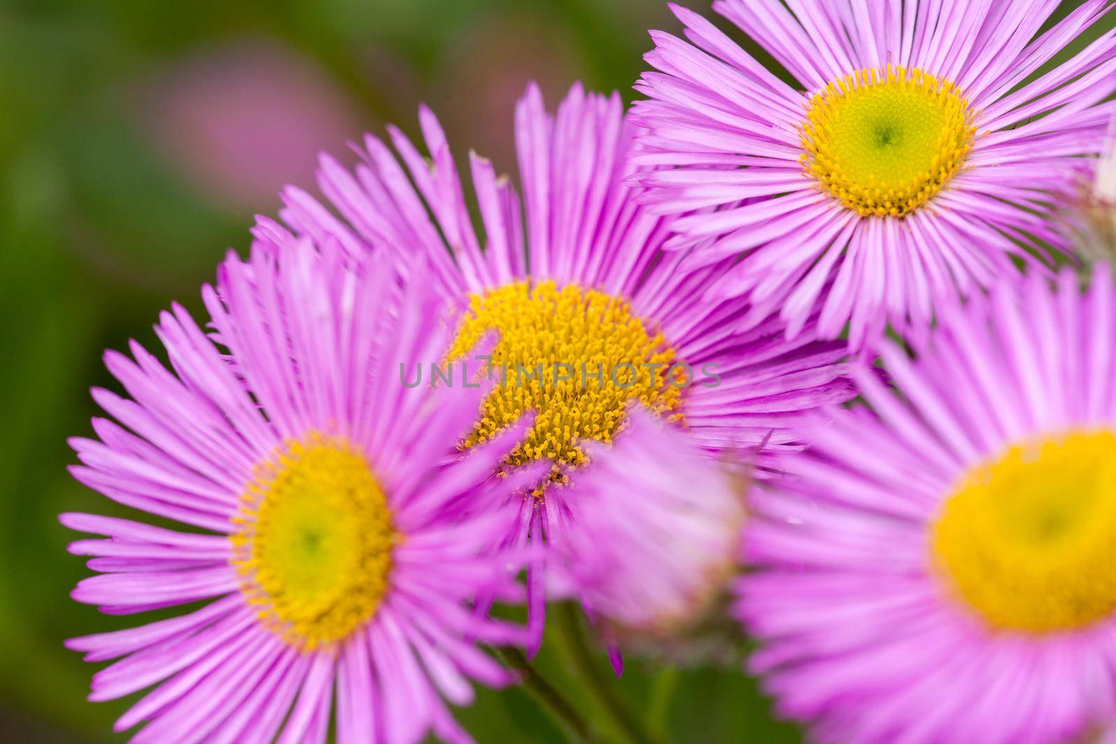 Mexican fleabane or Erigeron karvinskianus in flower. Pink with yellow heart in the daisy family (Asteraceae) by jp_chretien