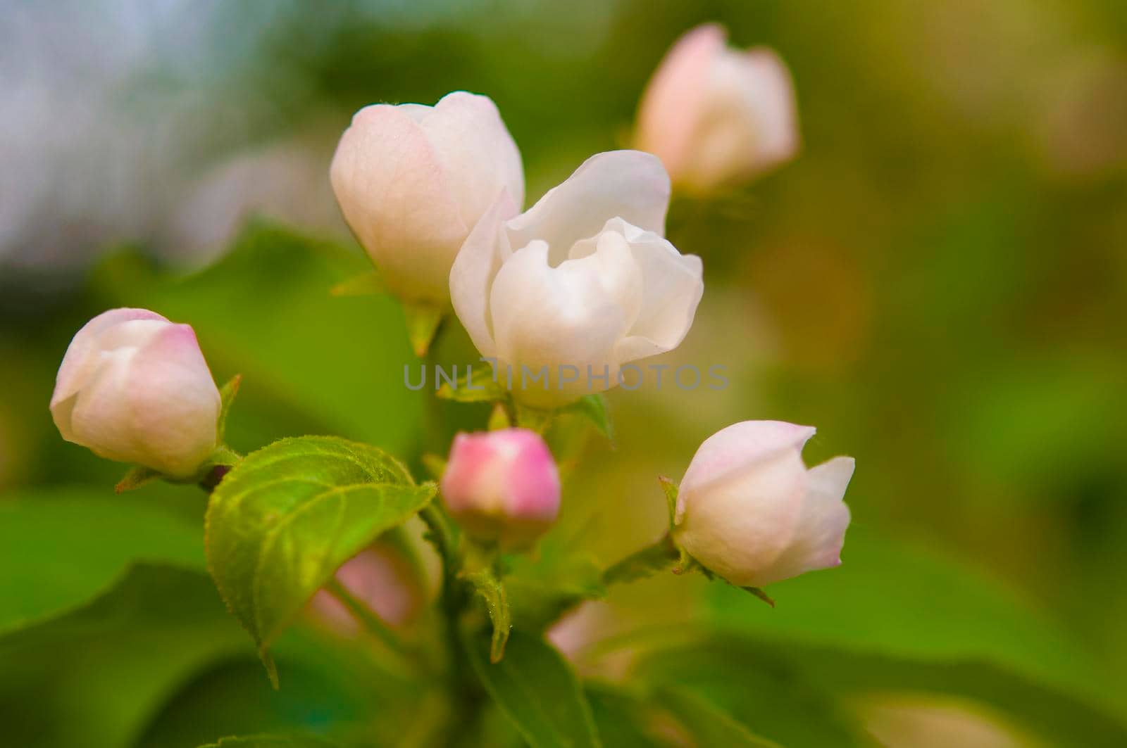 branch of apple tree with white flowers on a background of flowering trees. Copy space for text