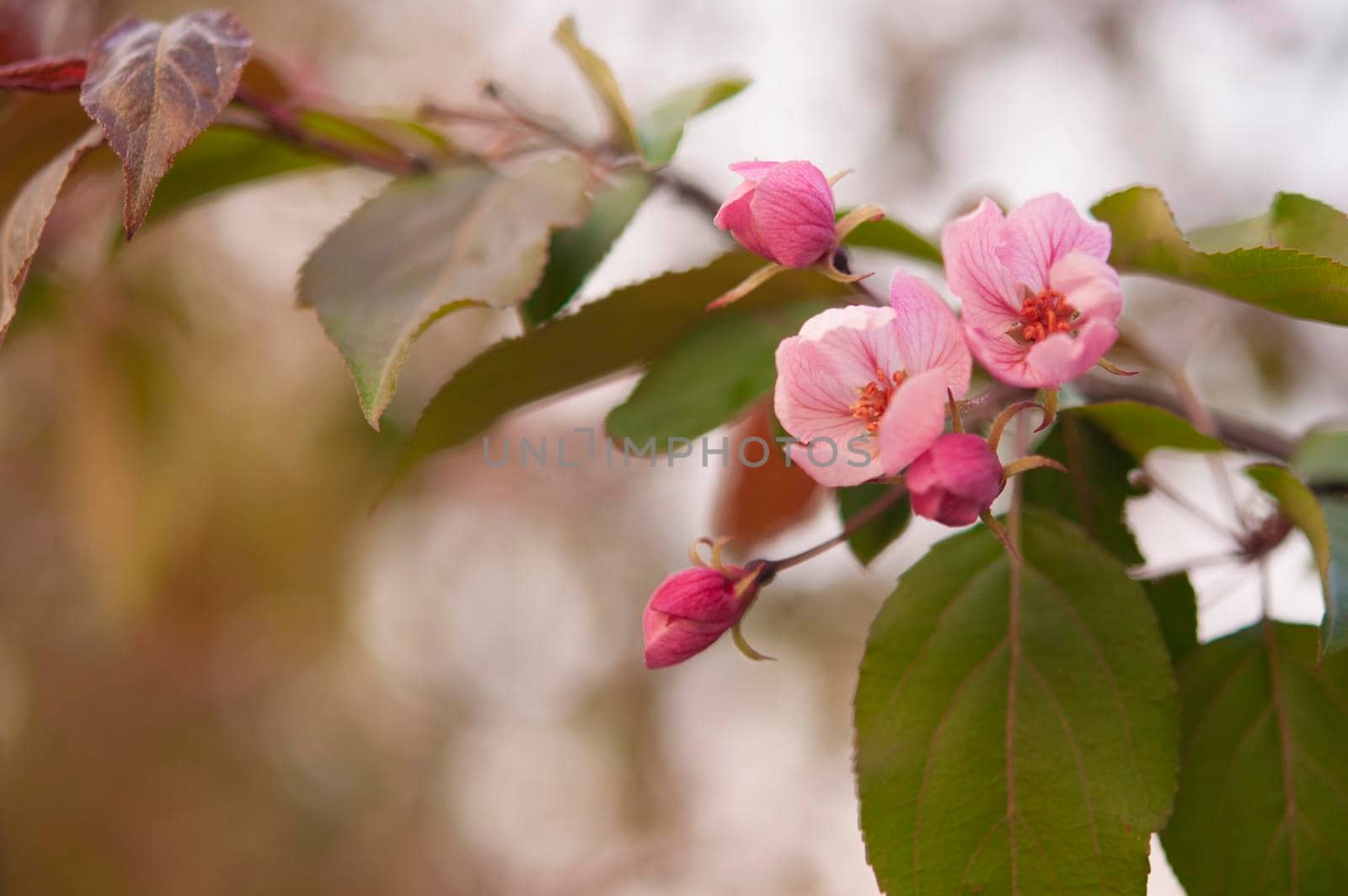 branch of apple tree with pink flowers on a background of flowering trees