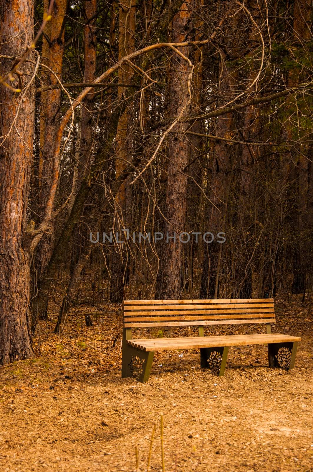 Wooden bench in the city park by inxti